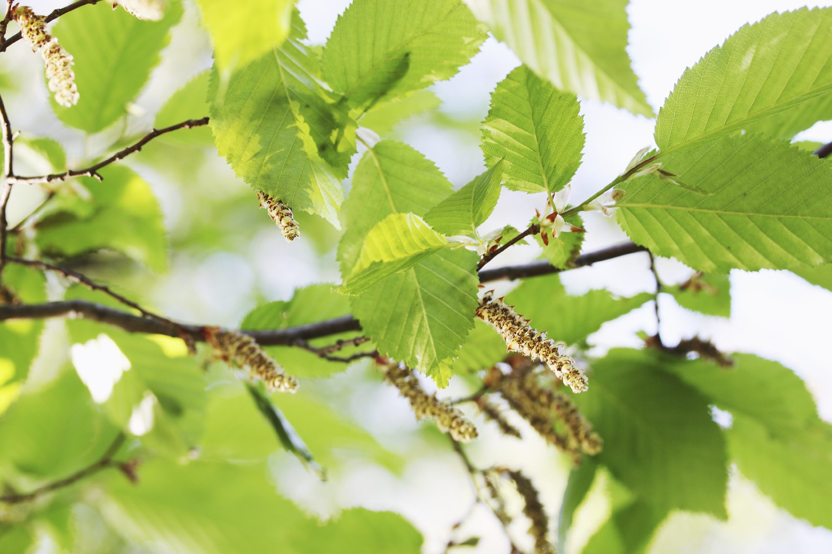 Black Alder Tree Facts – Learn About Uses For Black Alder Trees In ...