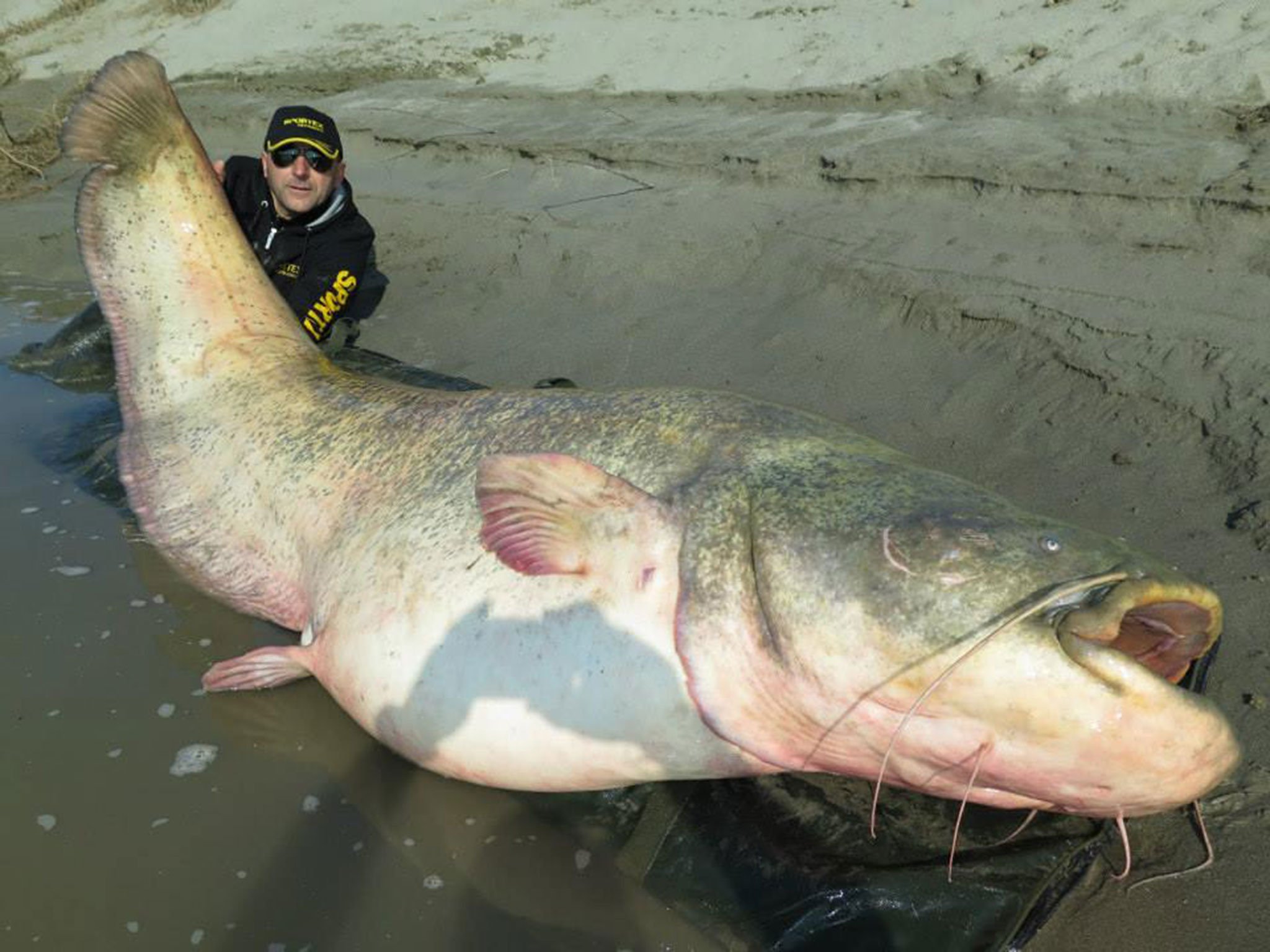 Enormous 20-stone catfish caught with fishing rod in Italy after 40 ...