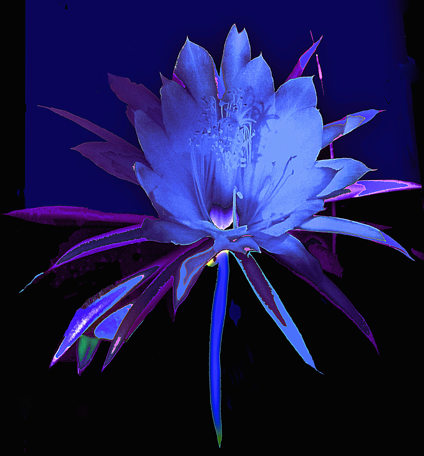 I.) GOTTLIEB — Alien (Exotic) Flower Photographs – Paragone | artbliss