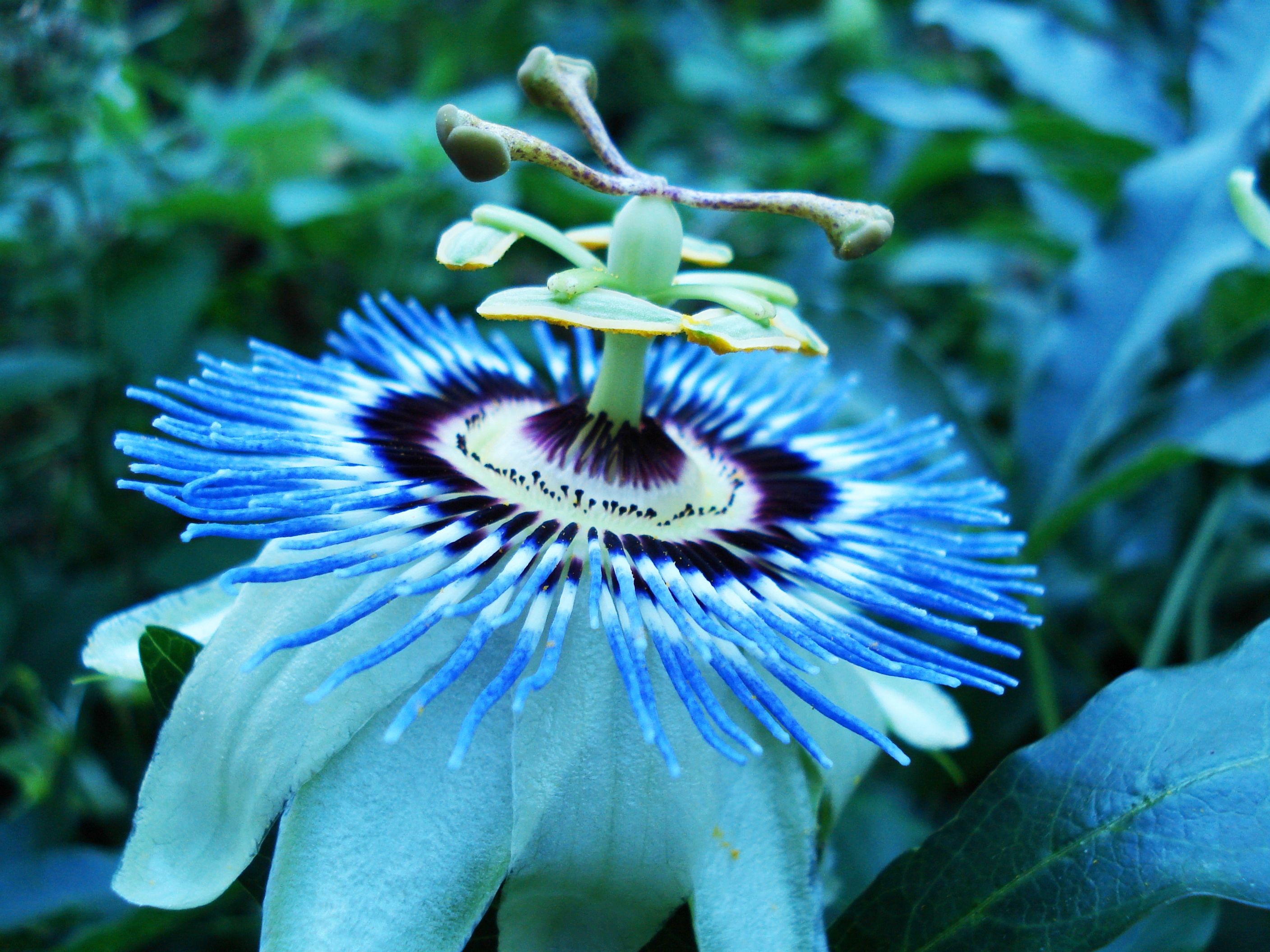 Flowers Blue Brooklyn Flower Alien Garden Wallpaper Theme Download ...