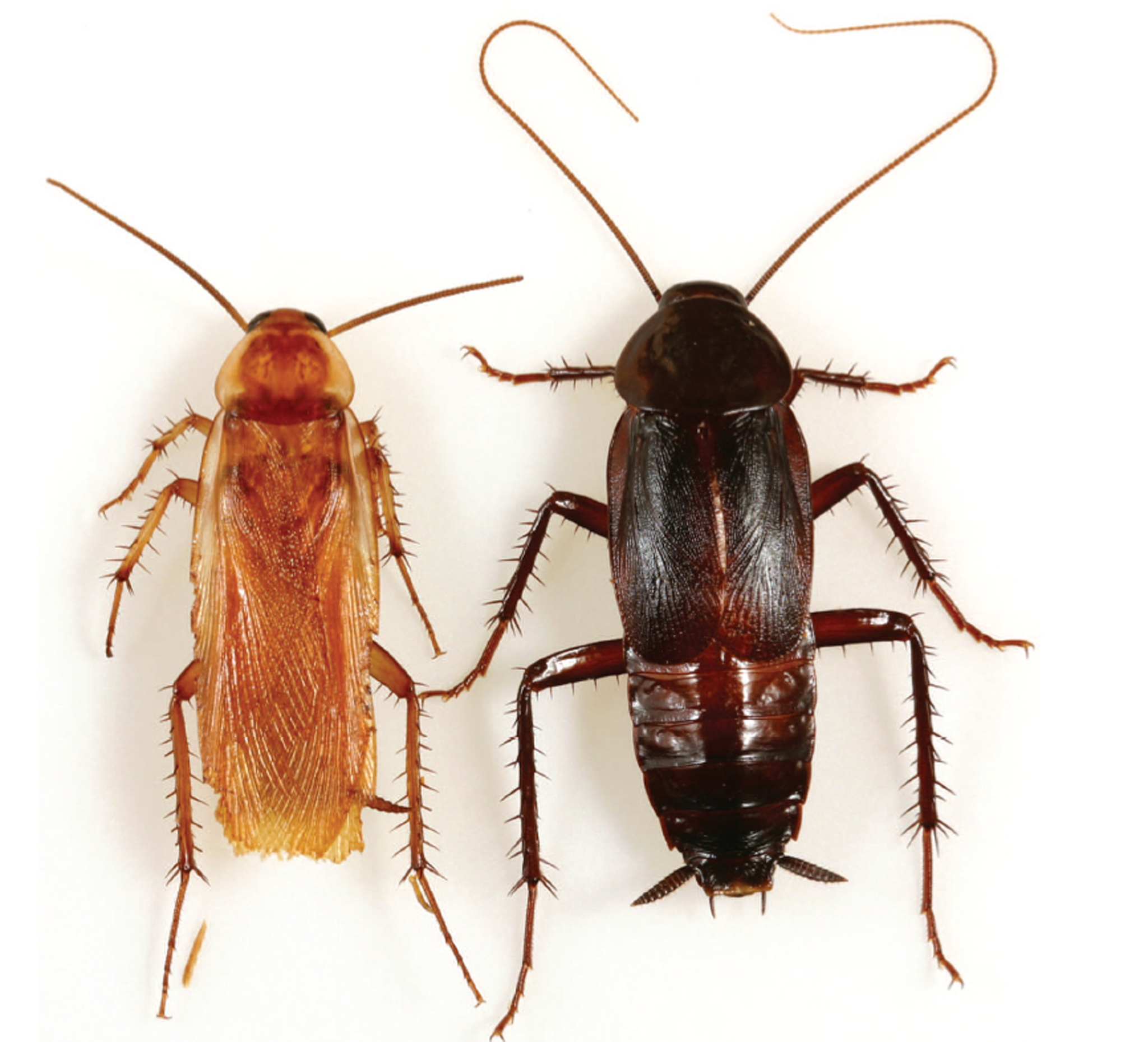 Alien Cockroach Species Invading the U.S. – National Geographic Blog