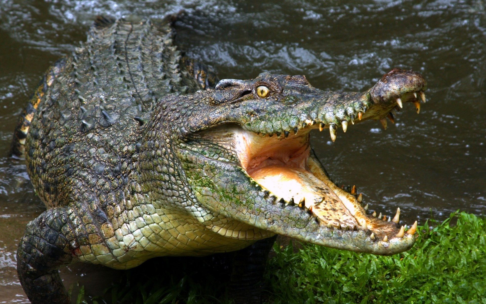 Animals Image 4k Background HD Picture hungry aligator - HD ...