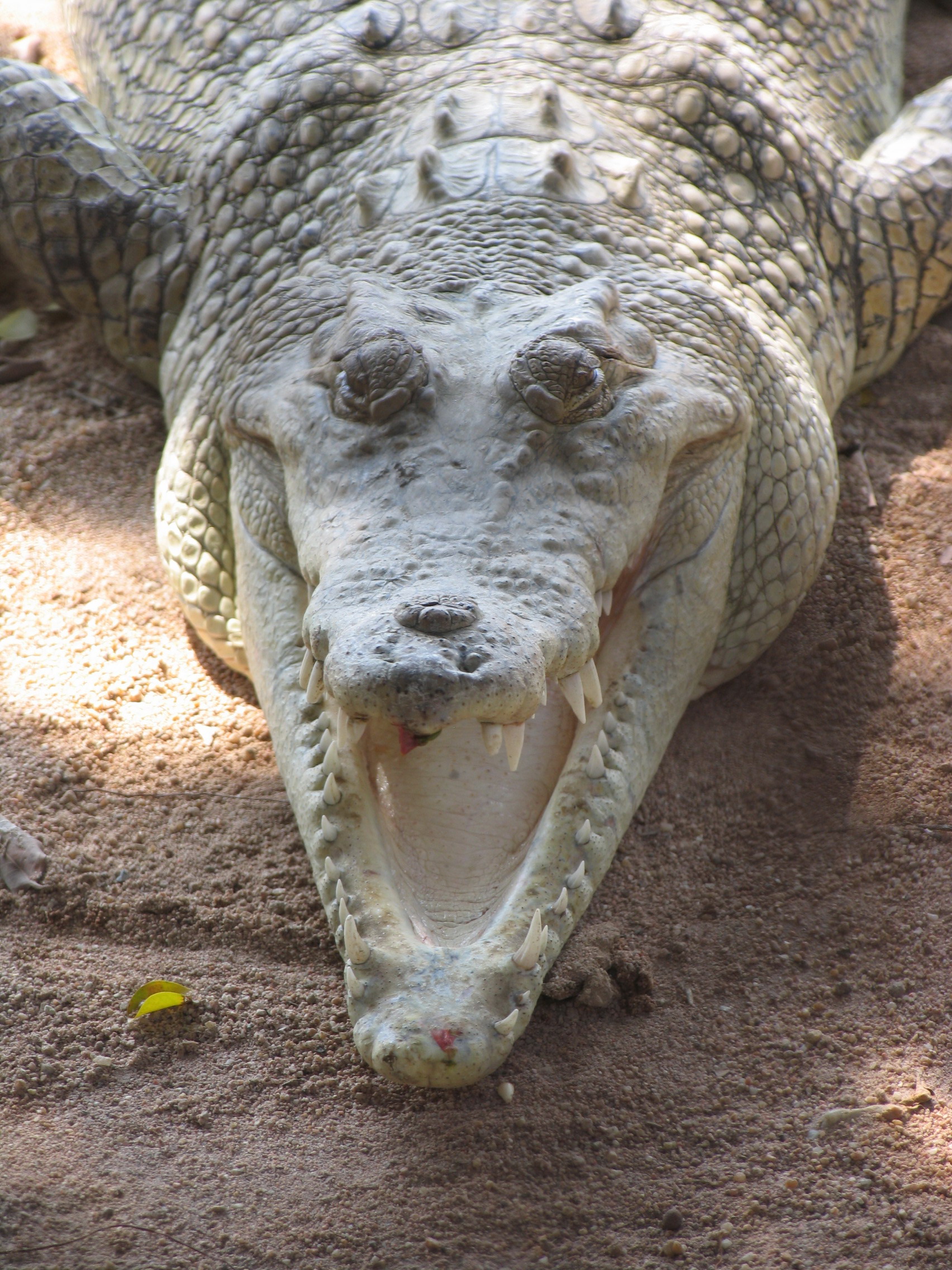 Aligator, Animal, Crocodile, Danger, Dinosaur, HQ Photo