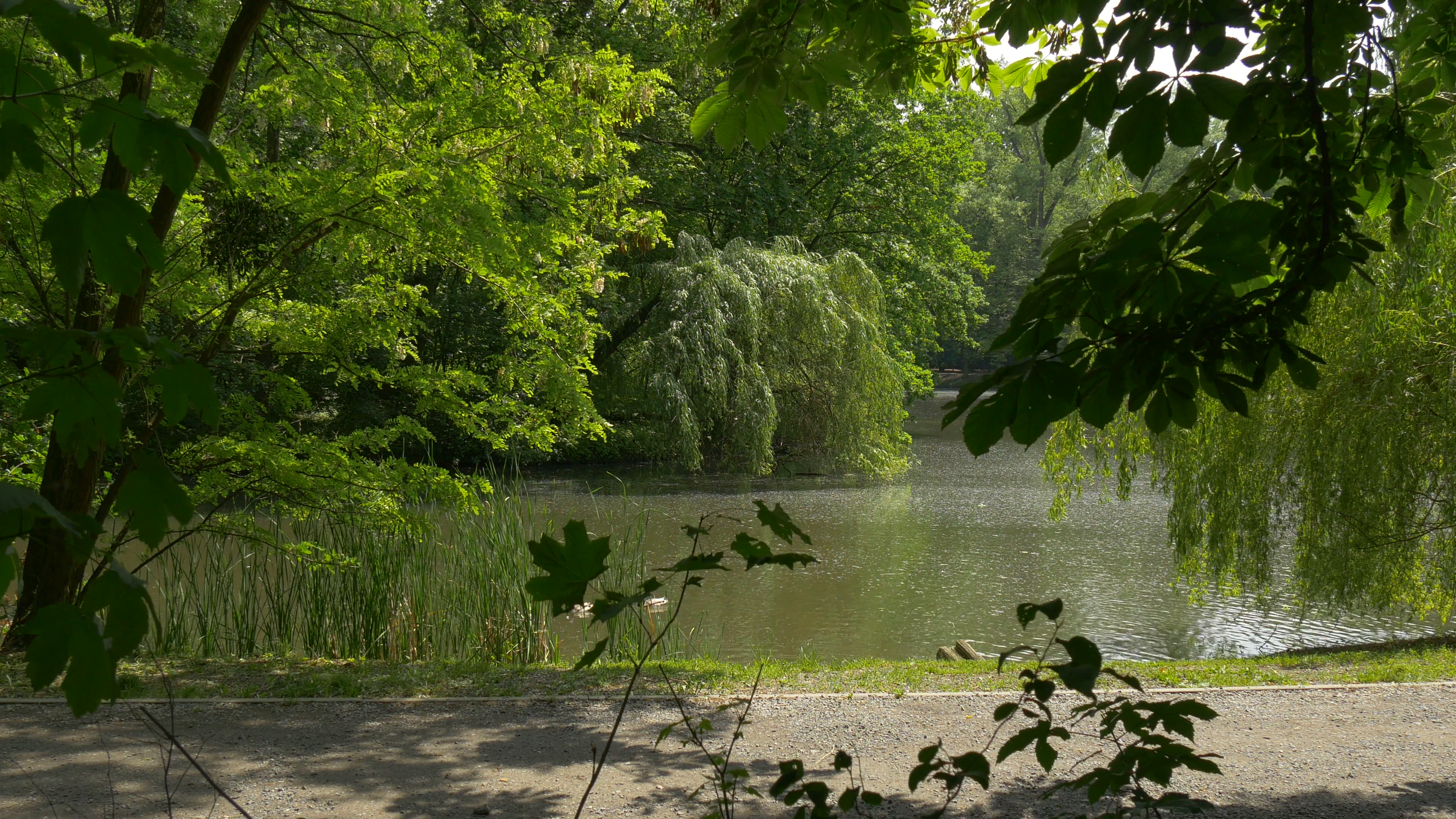 Fresh Green Trees in Park Alley Along a River Lake Pond Willow Trees ...