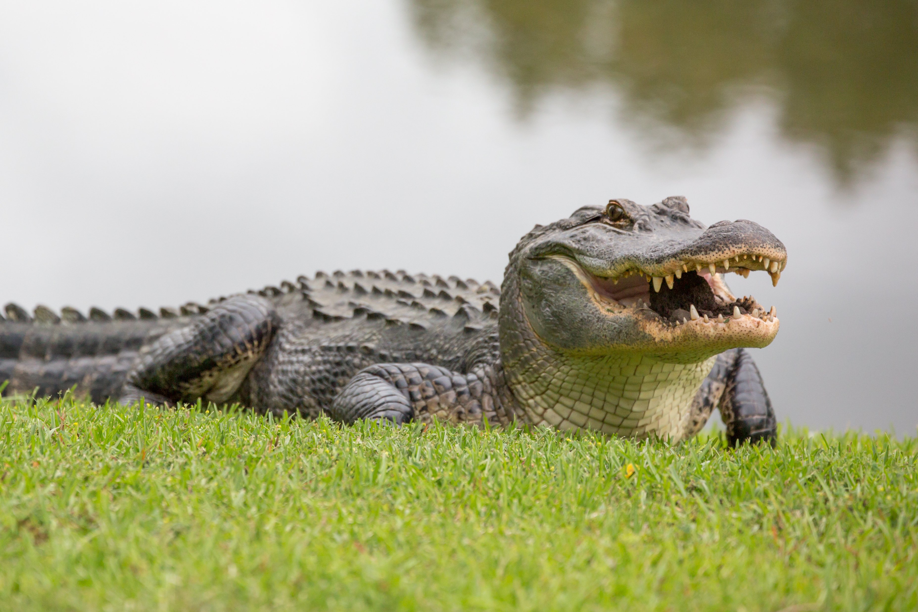 Free photo: Alligator - Saw, Prey, Protected - Free Download - Jooinn