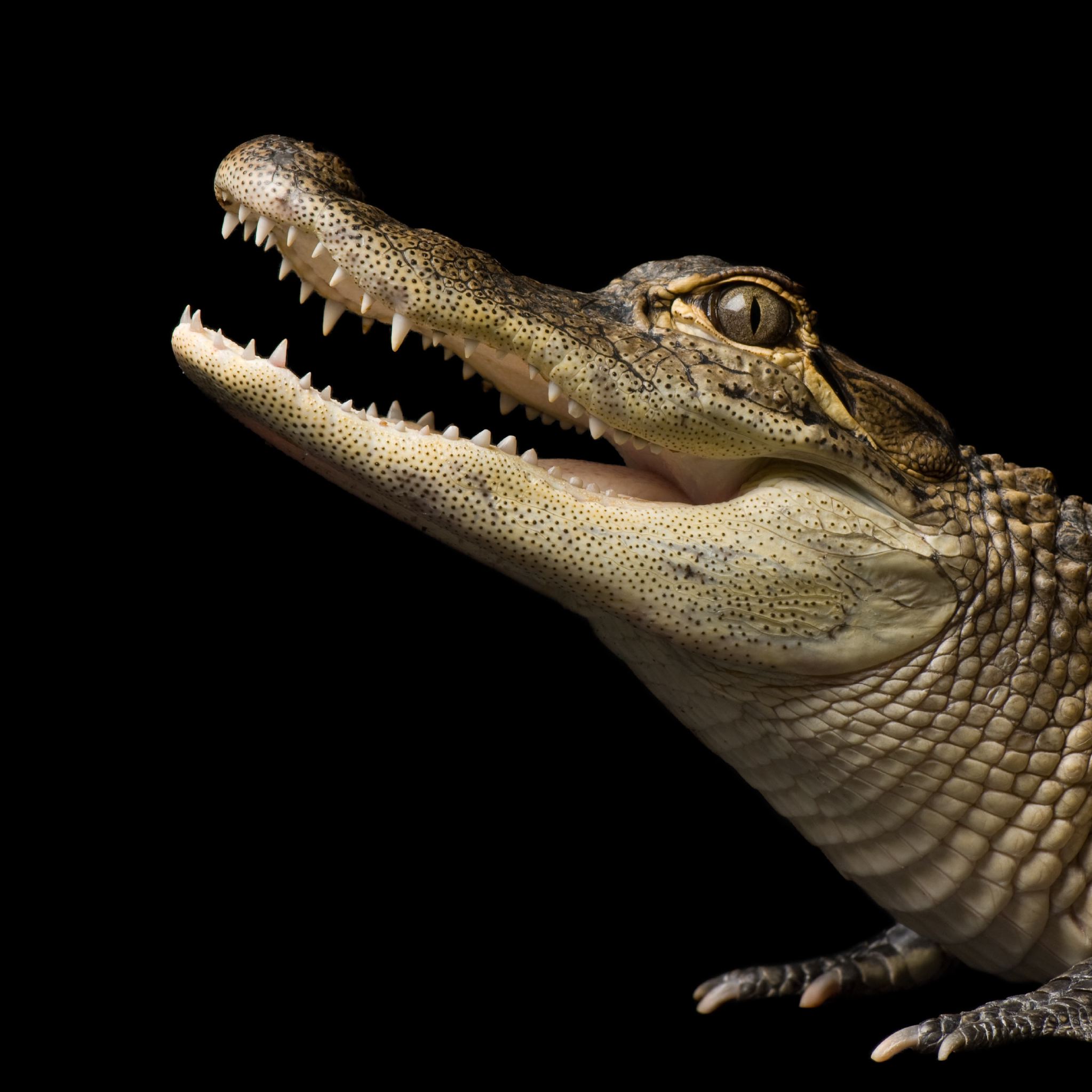American Alligator | National Geographic