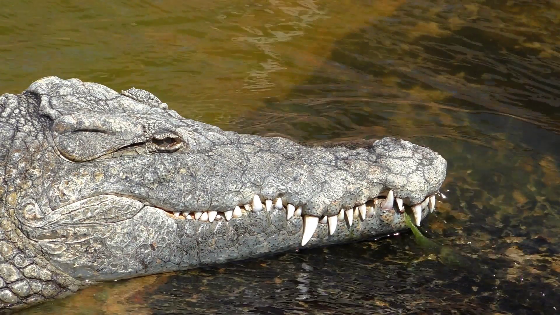 Close up of the head of crocodile lying in the water stream with ...