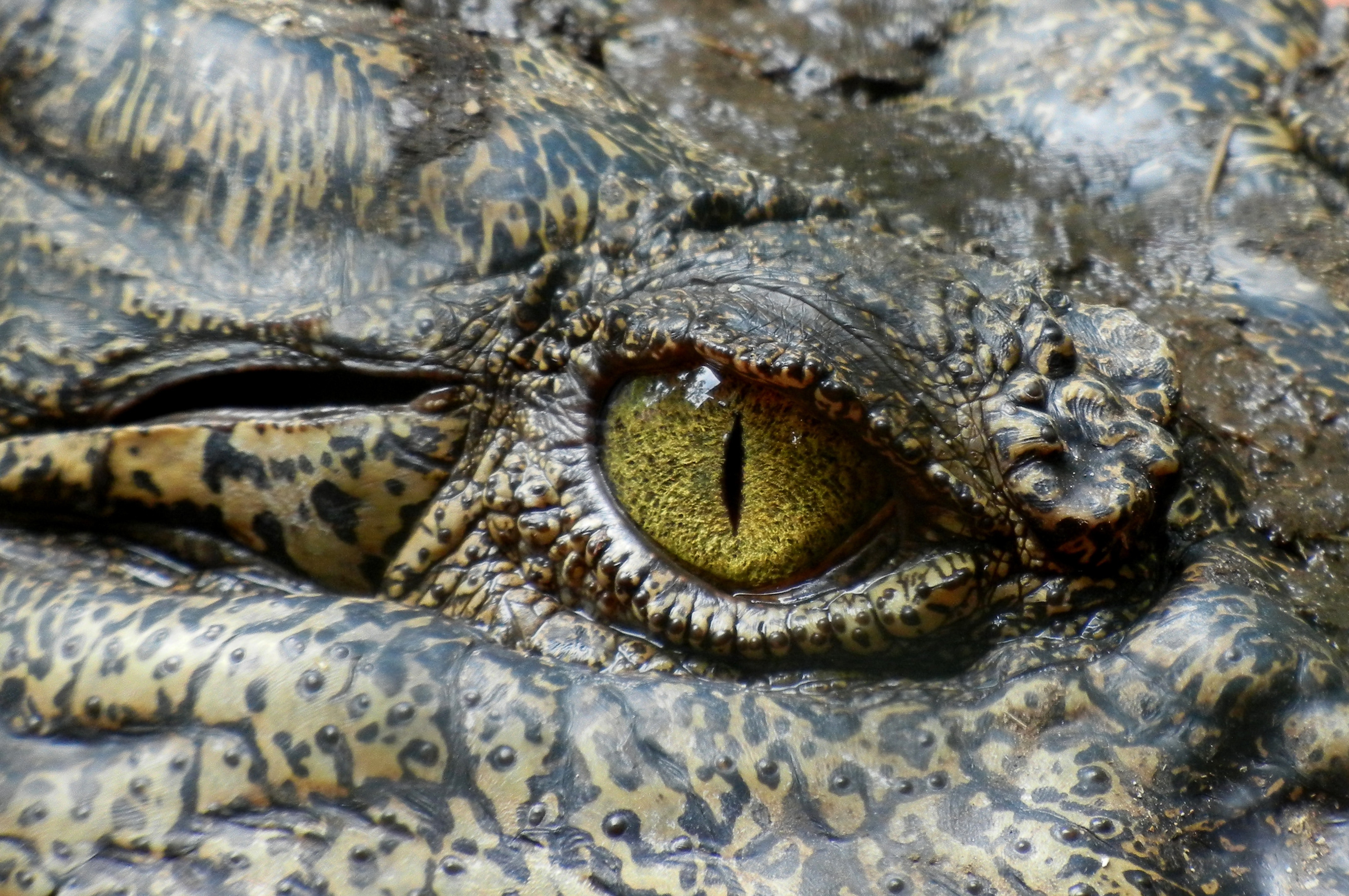 Alligator Head · Free Stock Photo