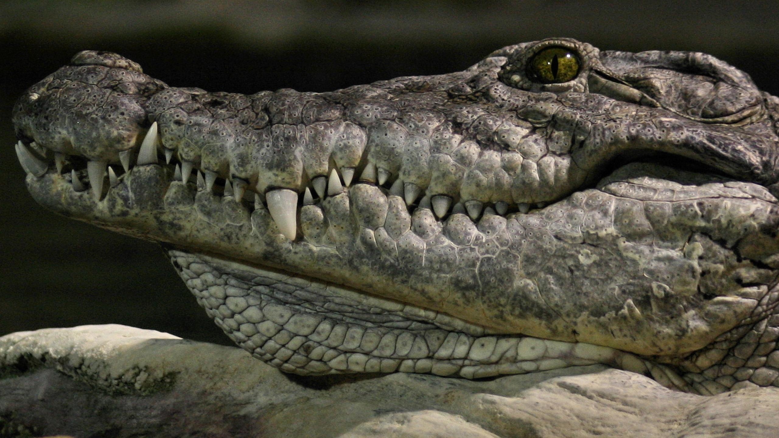 Crocodile Close-Up - Wallpaper #31554