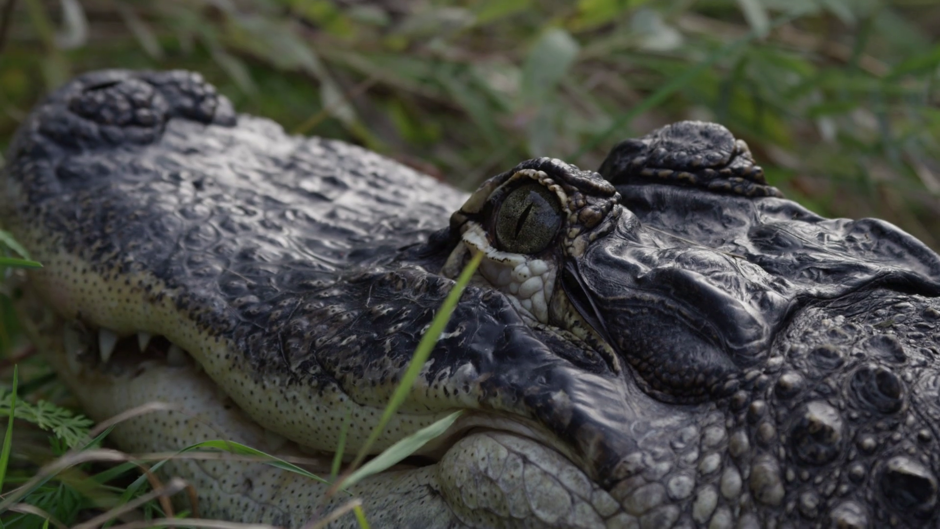 Alligator close up face waiting for prey Stock Video Footage ...