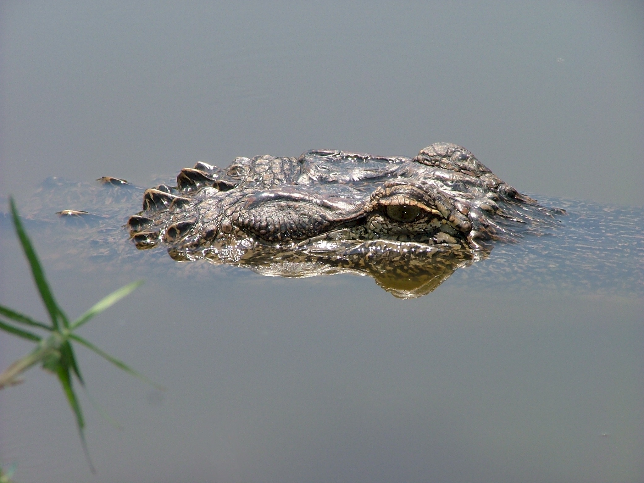 Alligator coming out of water photo