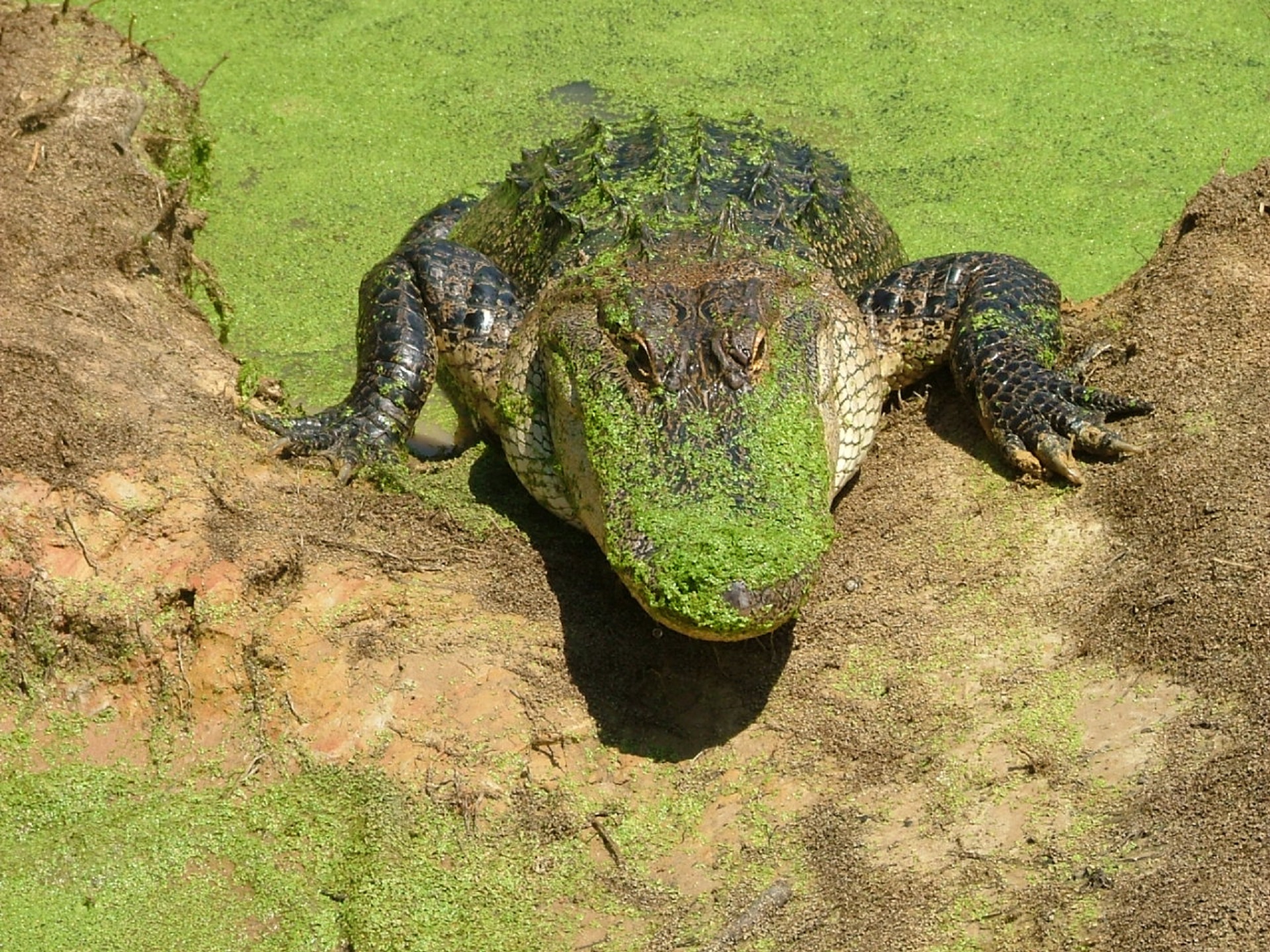 Alligator Coming out of Water, Algae, Alligator, Animal, Croc, HQ Photo