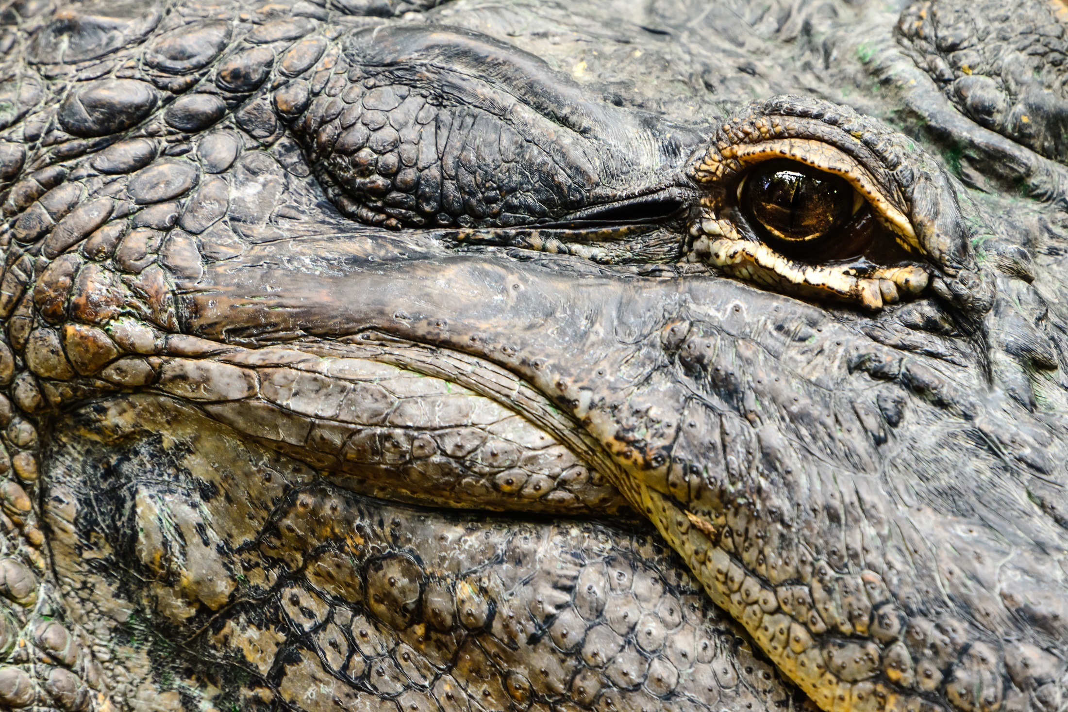 Alligator eye photo