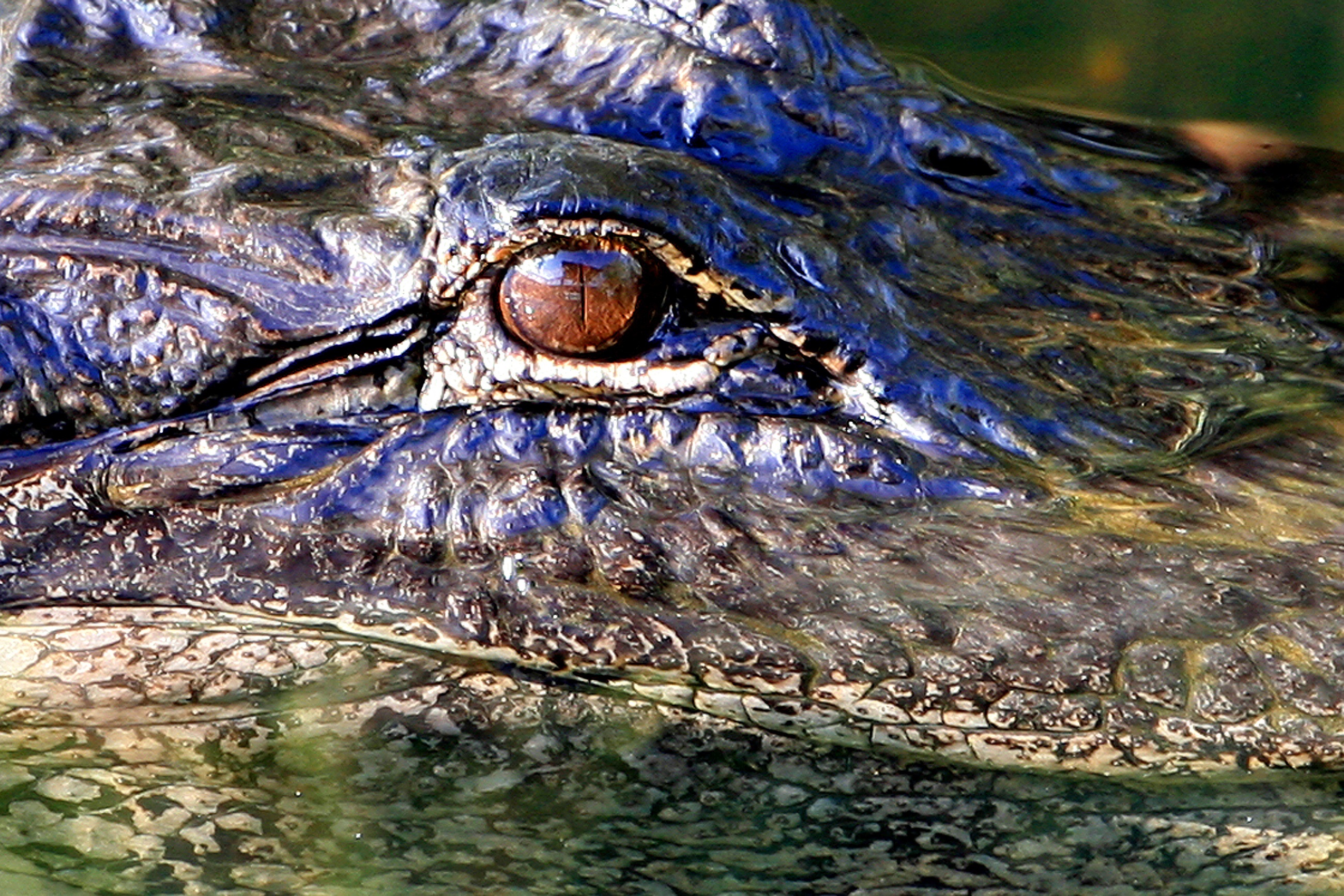 Alligator eye photo