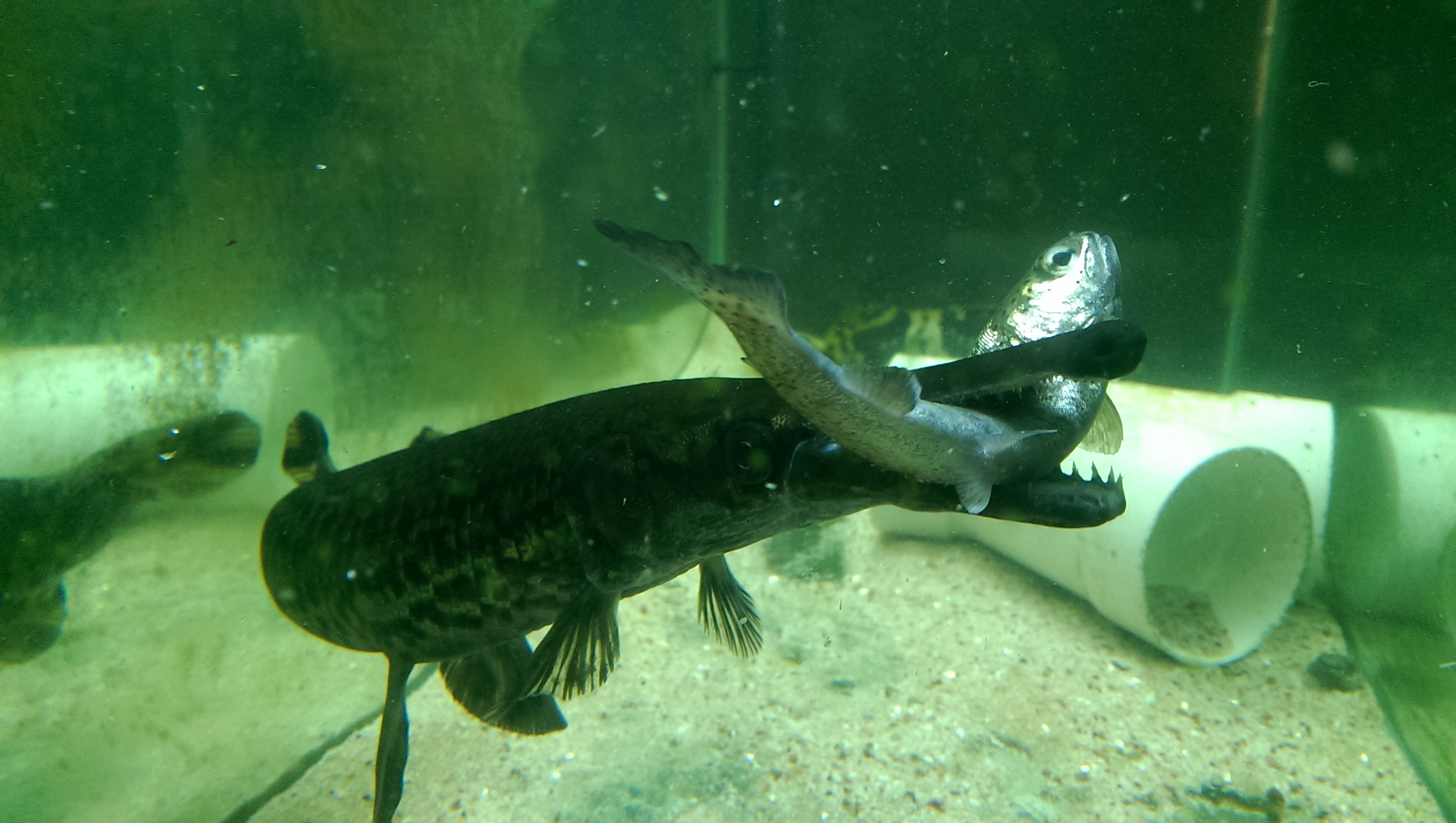 Alligator Gar eating Rainbow Trout bought from bait shop ...