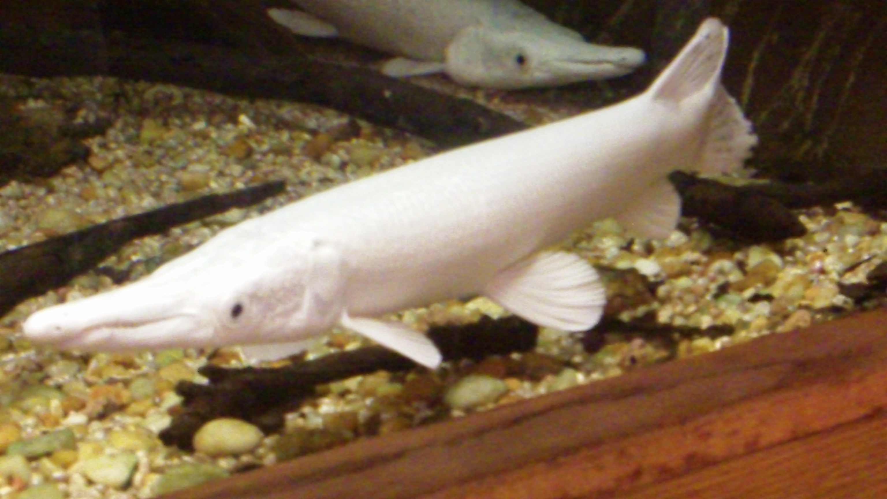 File:Albino Alligator Gars (5543964799).jpg - Wikimedia Commons