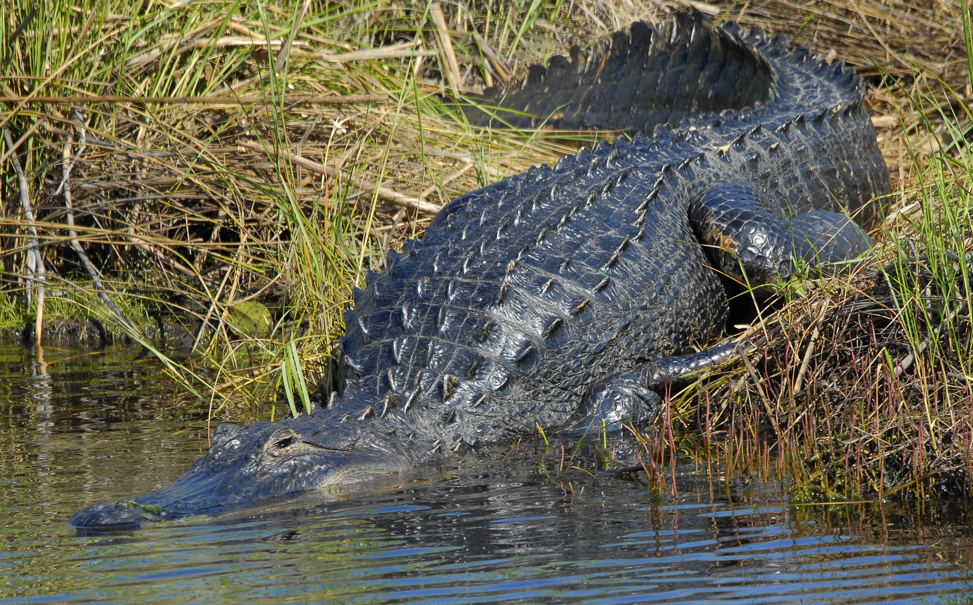File:Alligator basking in the sun at Lake Woodruff - Flickr - Andrea ...