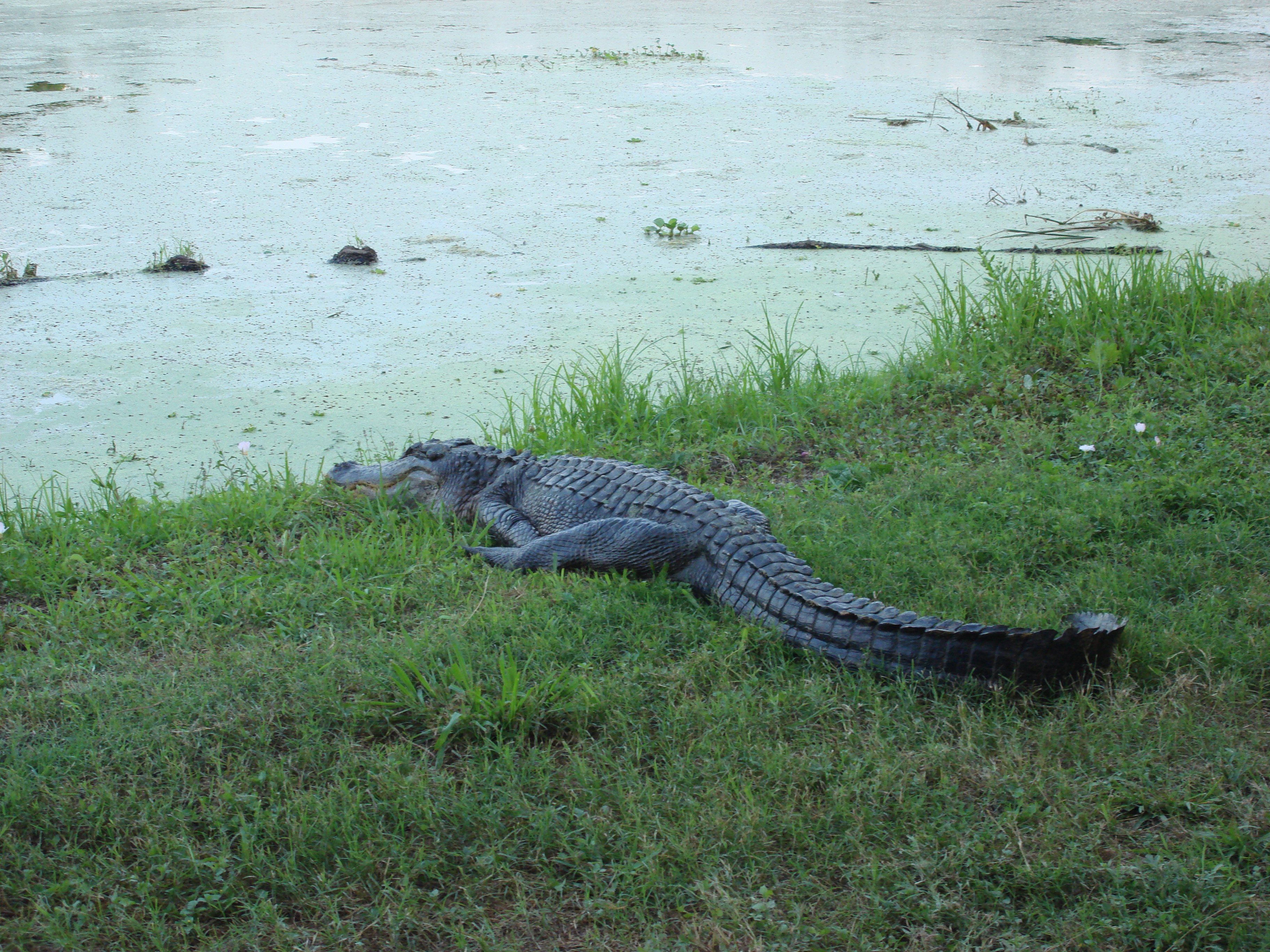 File:American alligator Elm Lake.jpg - Wikimedia Commons