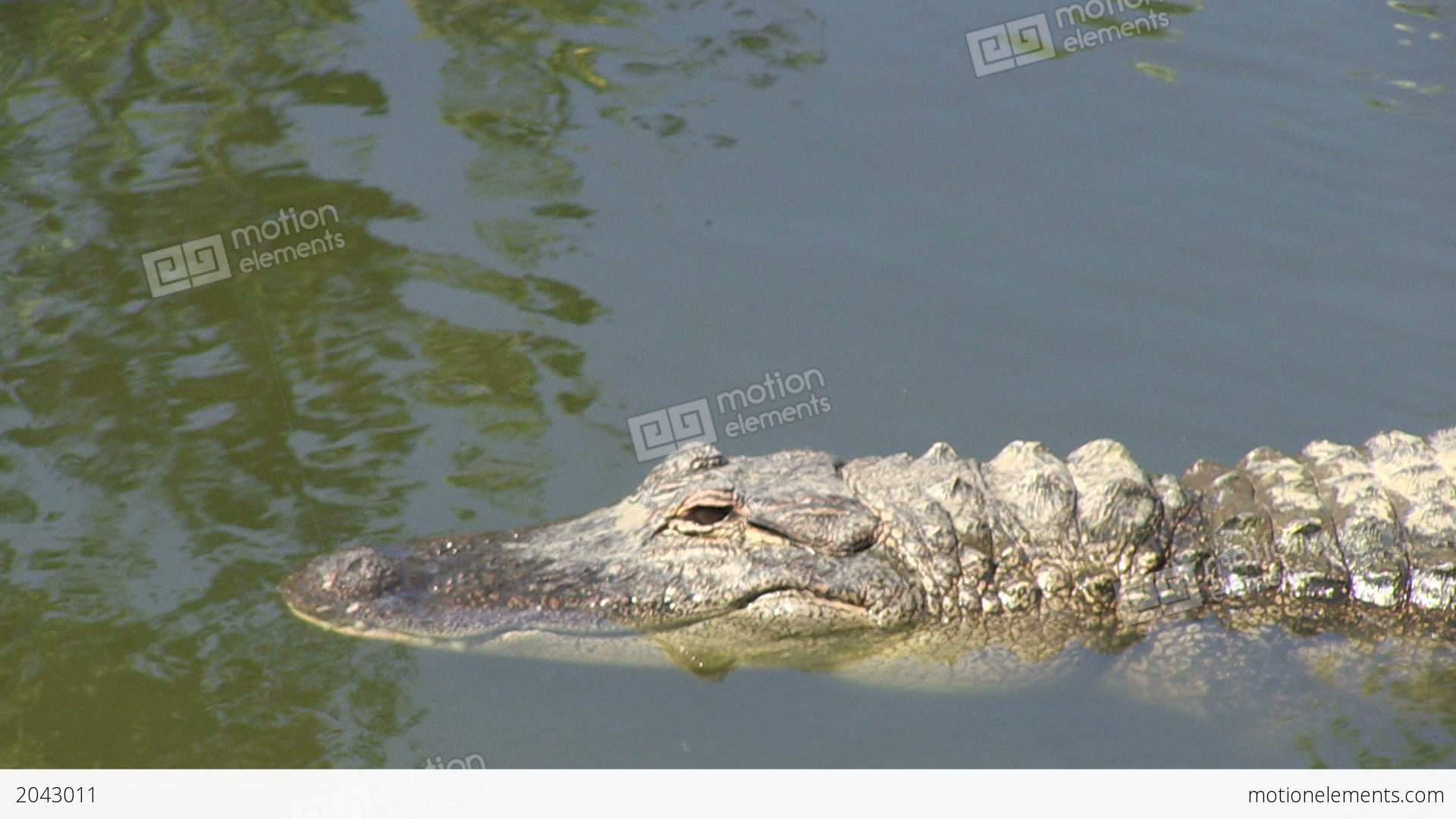 Alligator In A Lake Stock video footage | 2043011