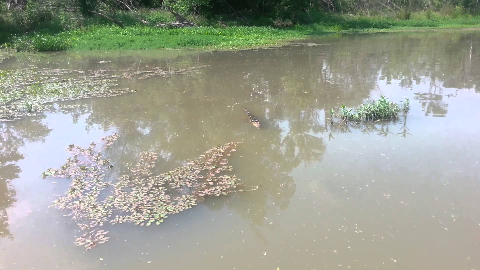 Baby gator in Lake Worth, TX - YouTube