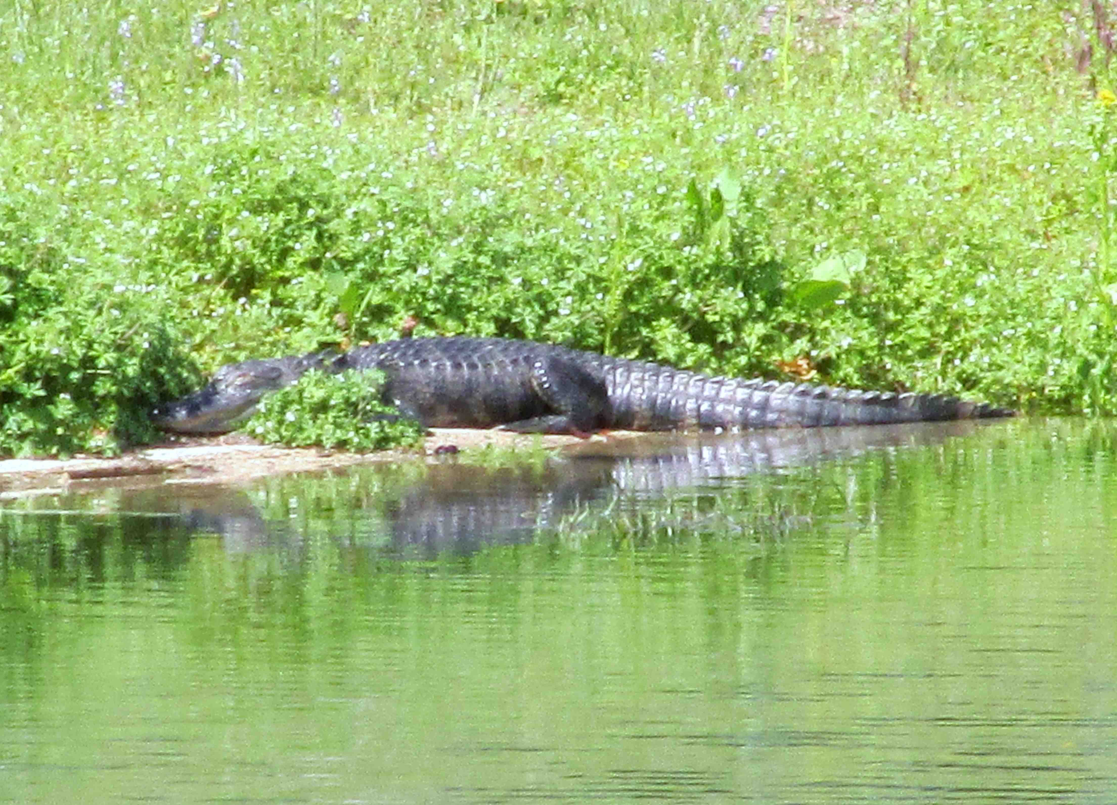Alligator mating season begins next month, continues through May ...