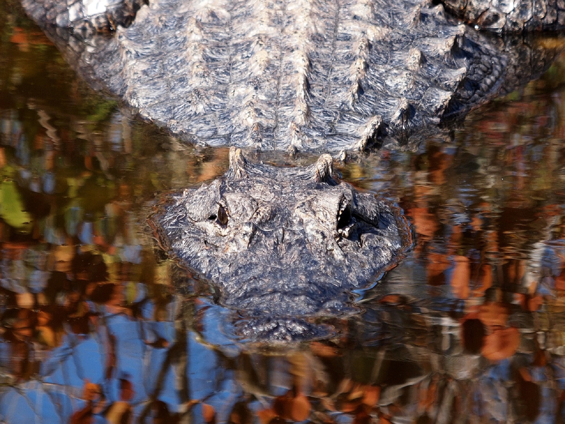 Alligator in the river photo