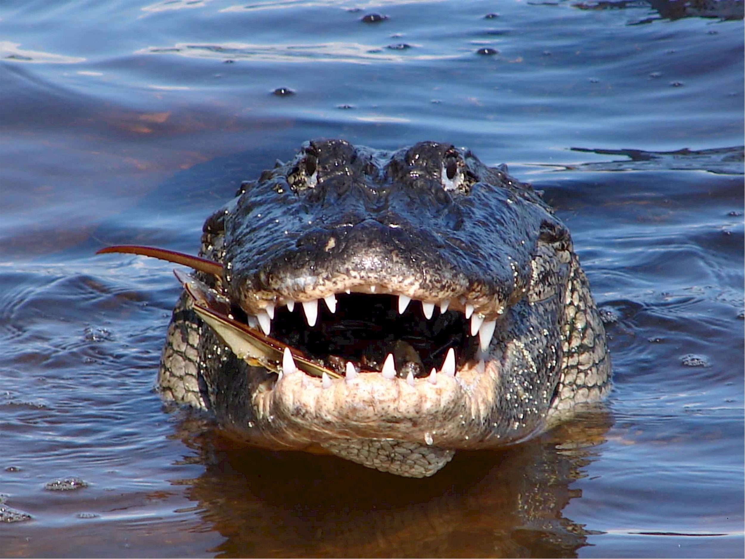 Alligator in the river photo