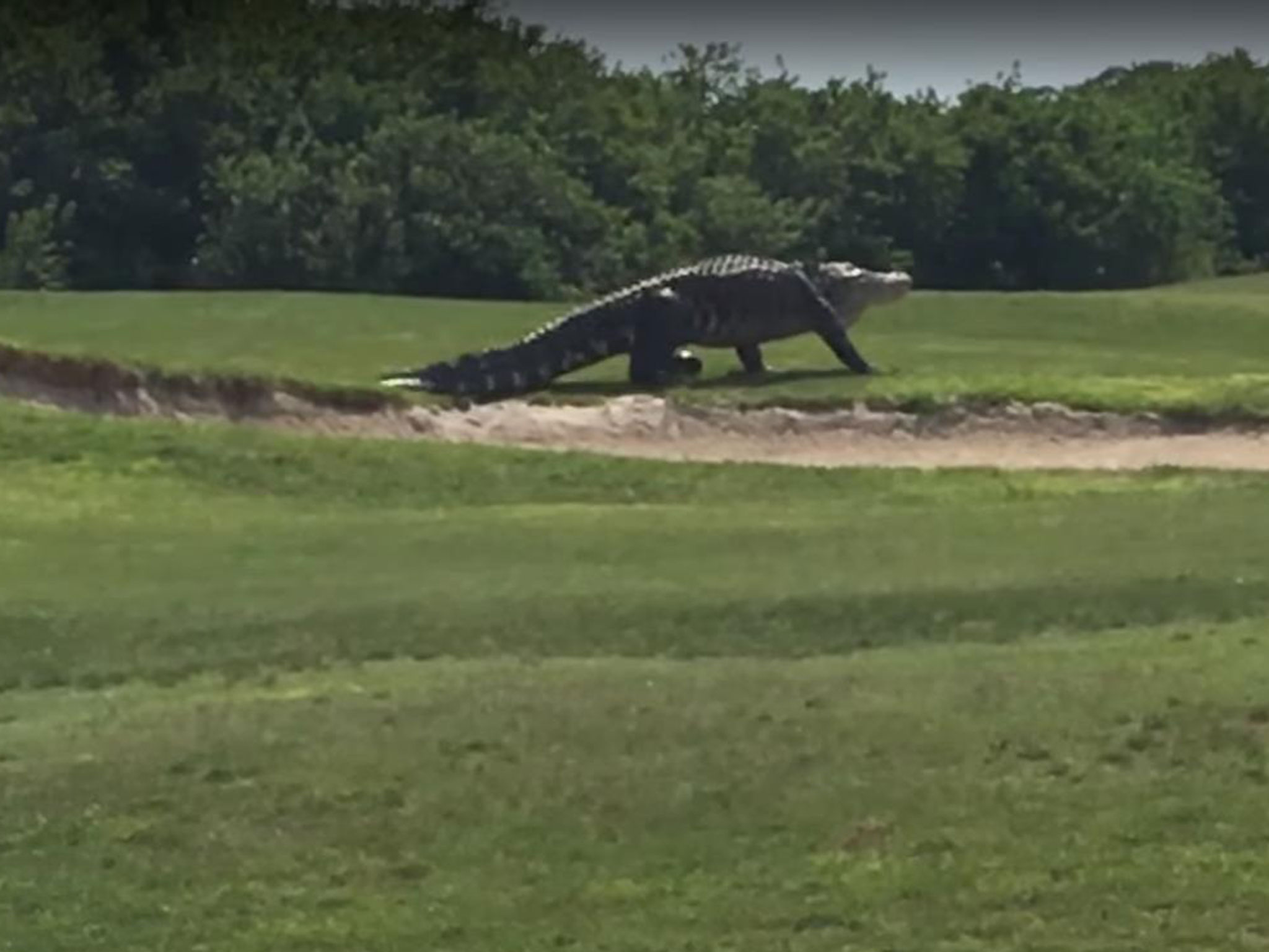 Monster' alligator filmed strolling around golf course in Florida ...