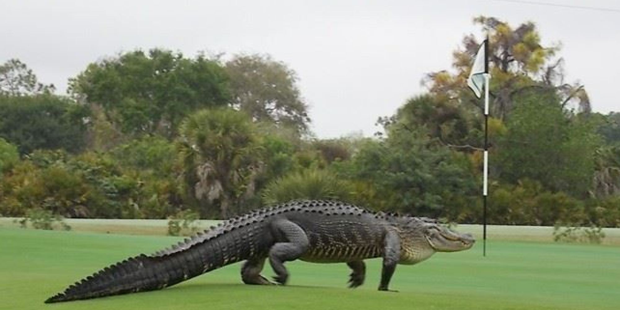 Massive Alligator Stakes Out Florida Golf Course Green, Ups Par ...