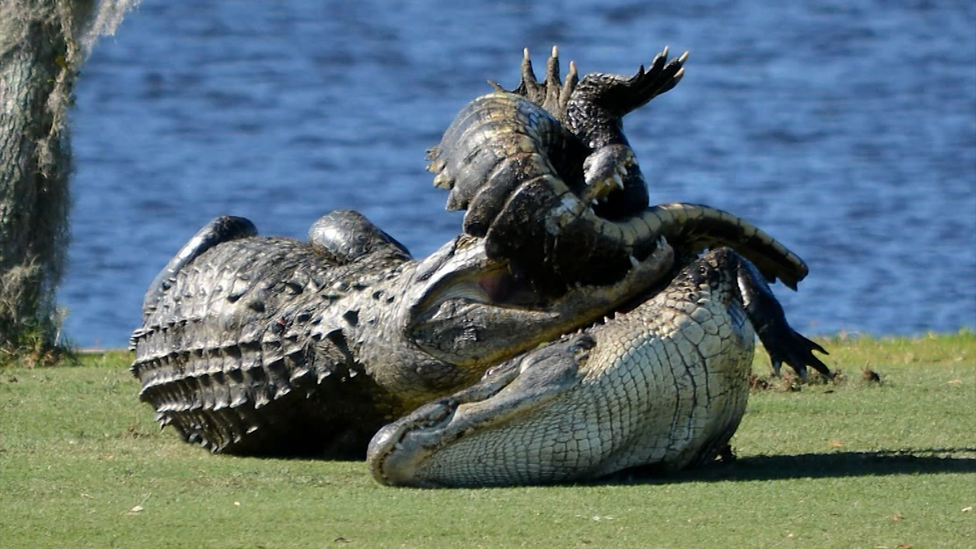 10-foot gators seen fighting on golf course - CNN Video