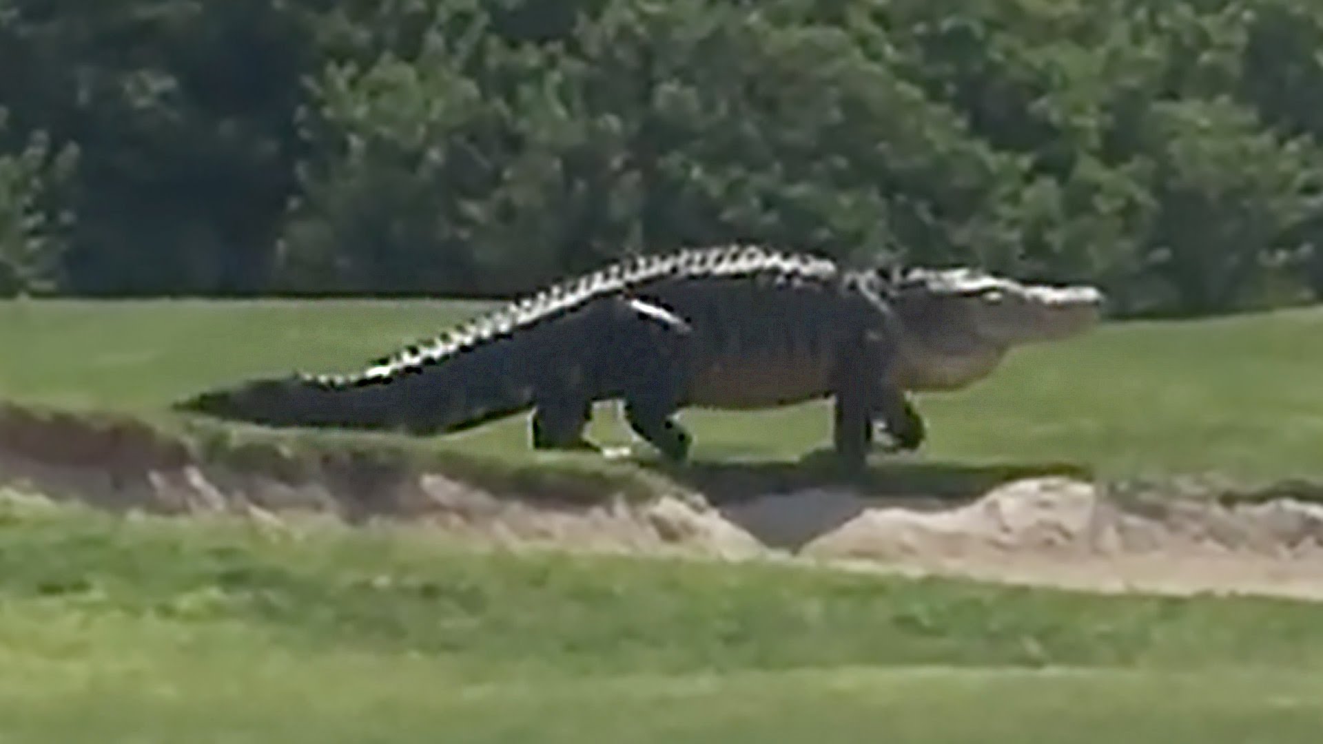 Monster Alligator Caught on Florida Golf Course, Fake or Real? - YouTube