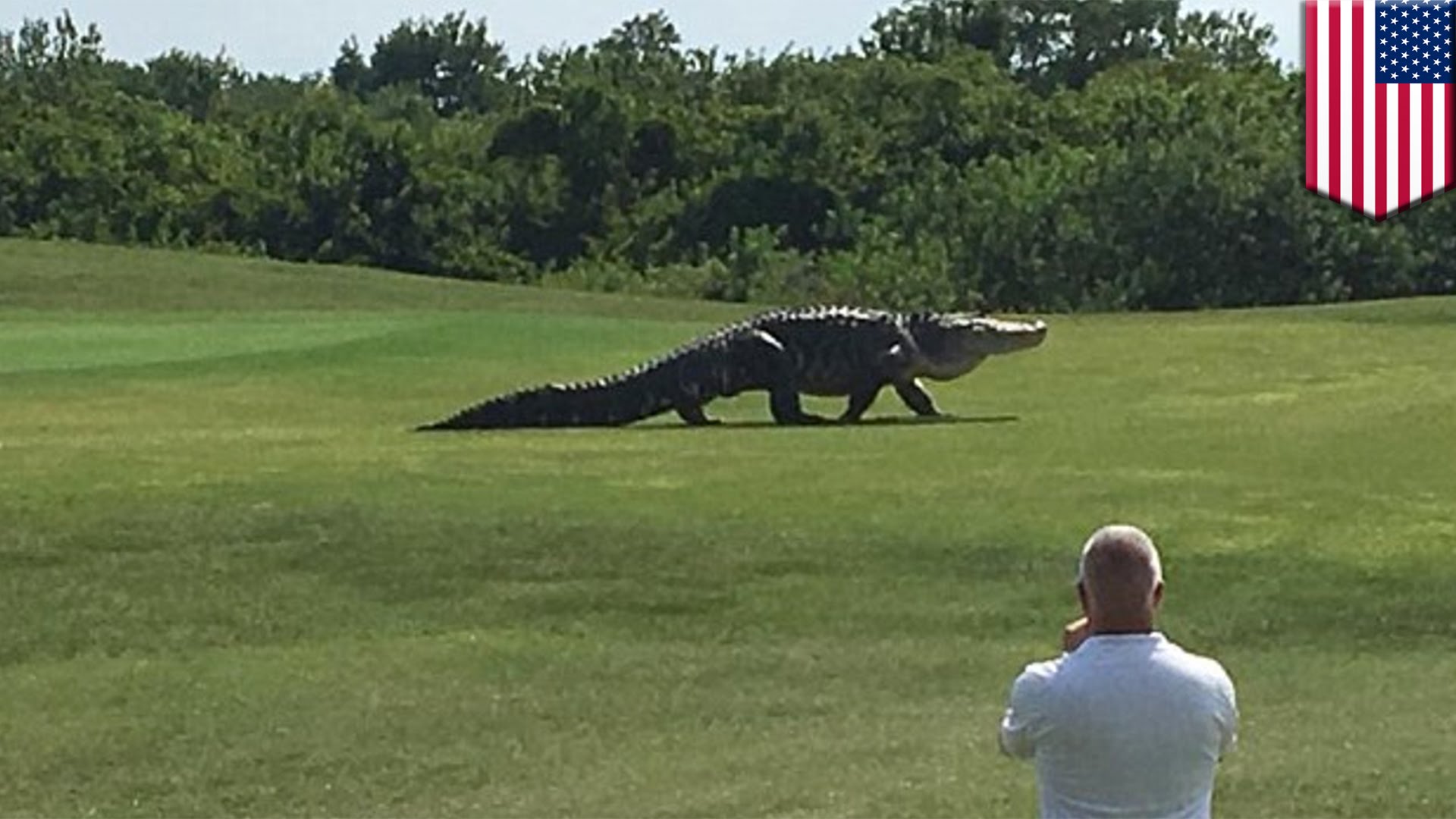 Giant alligator caught on camera walking across Buffalo Creek Golf ...