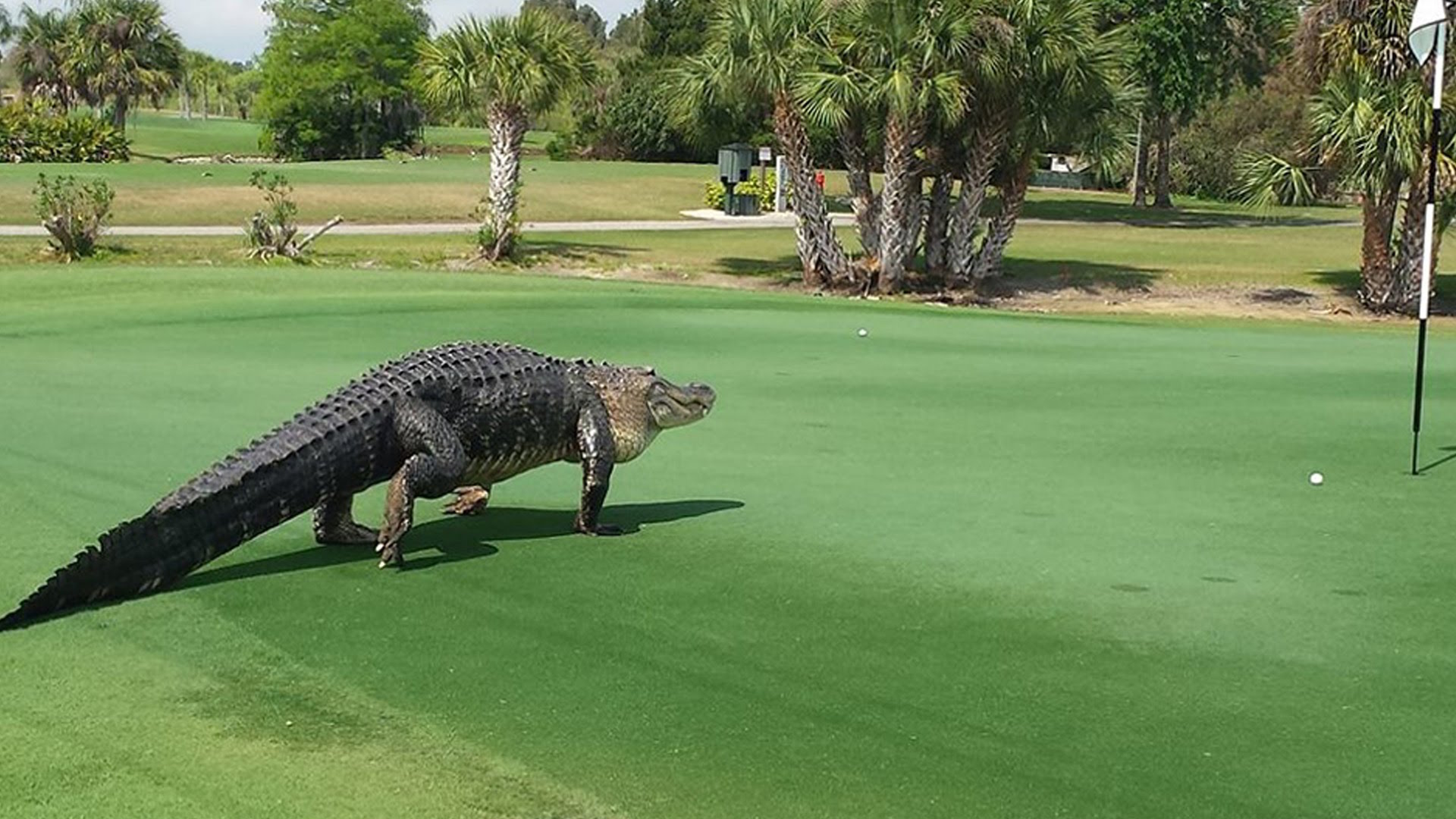 Man fights off alligator with putter - GolfPunkHQ
