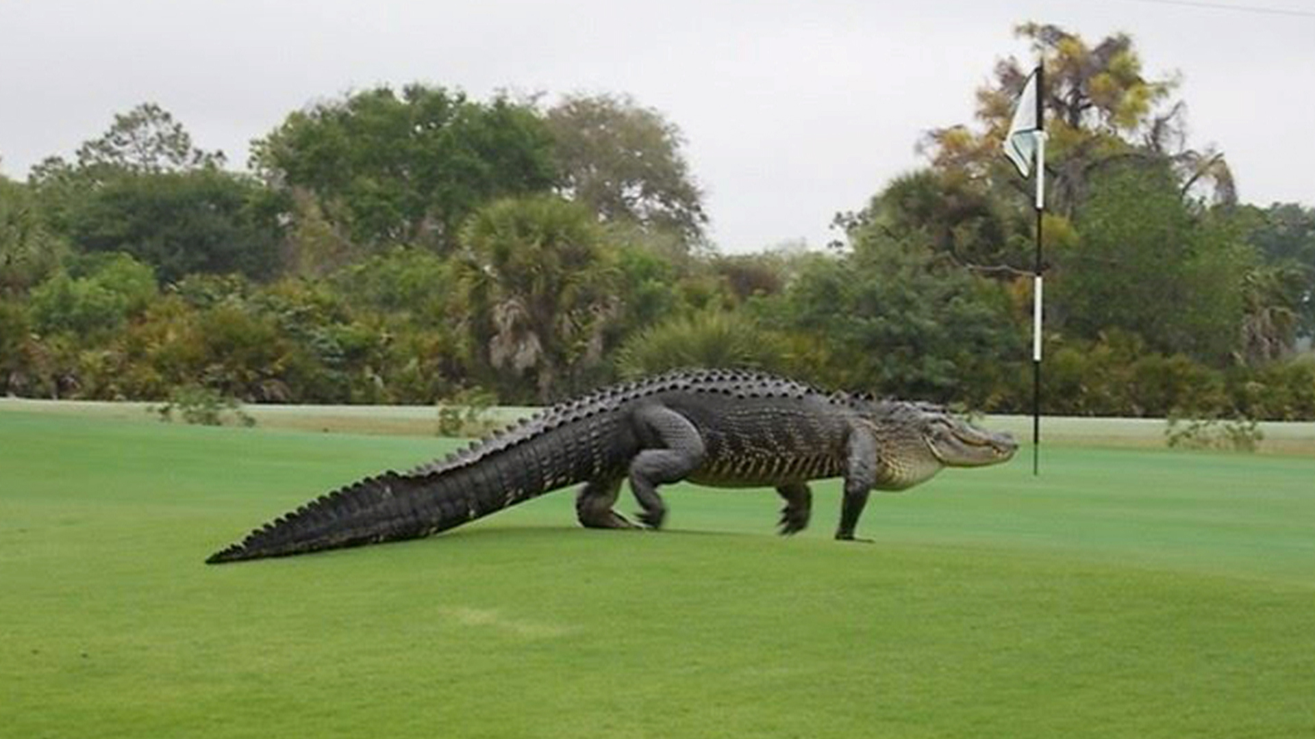 Photos of giant alligator prowling on Florida golf course go viral