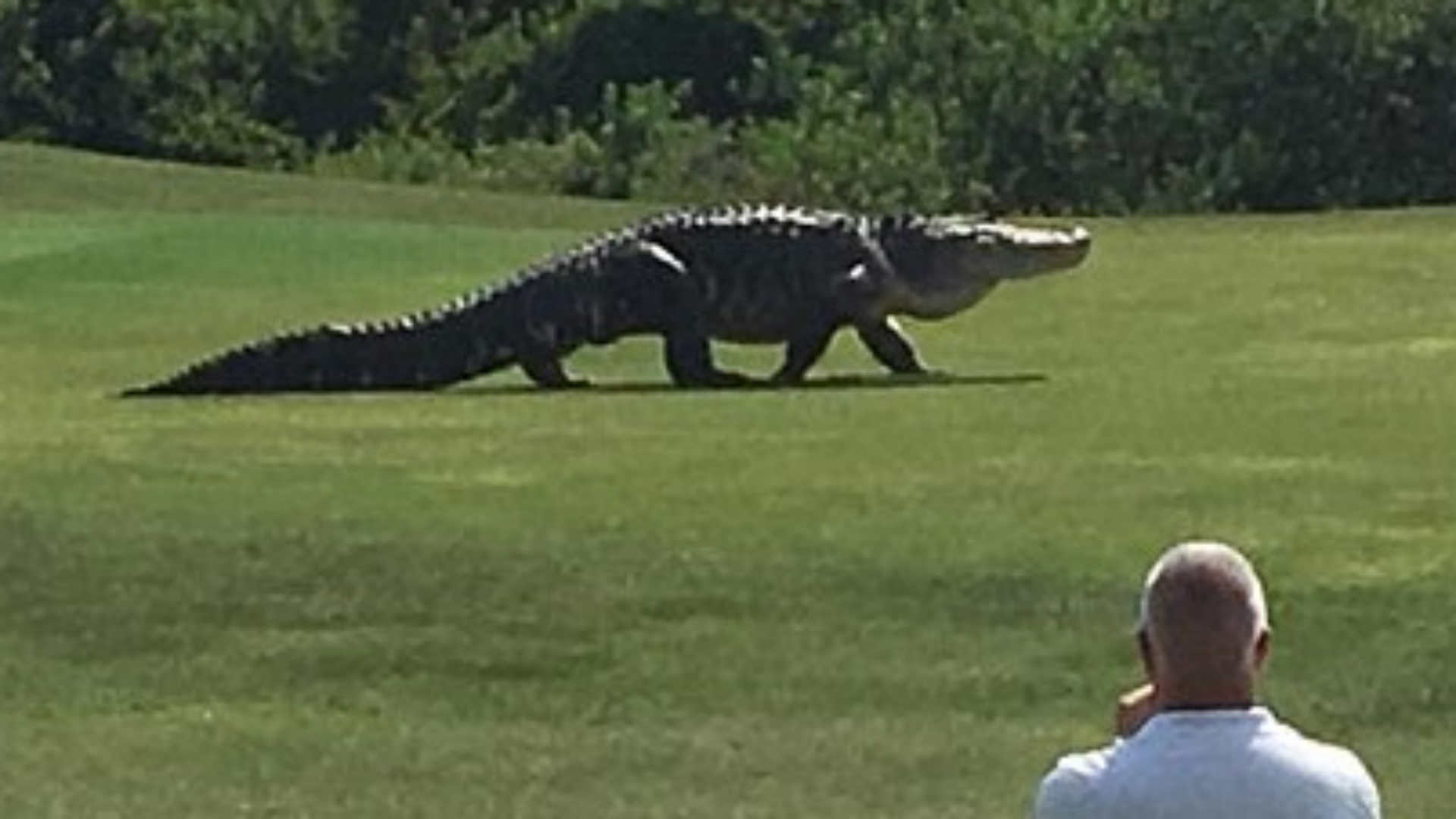 Watch a 15-foot alligator take over a Florida golf course | Golf ...
