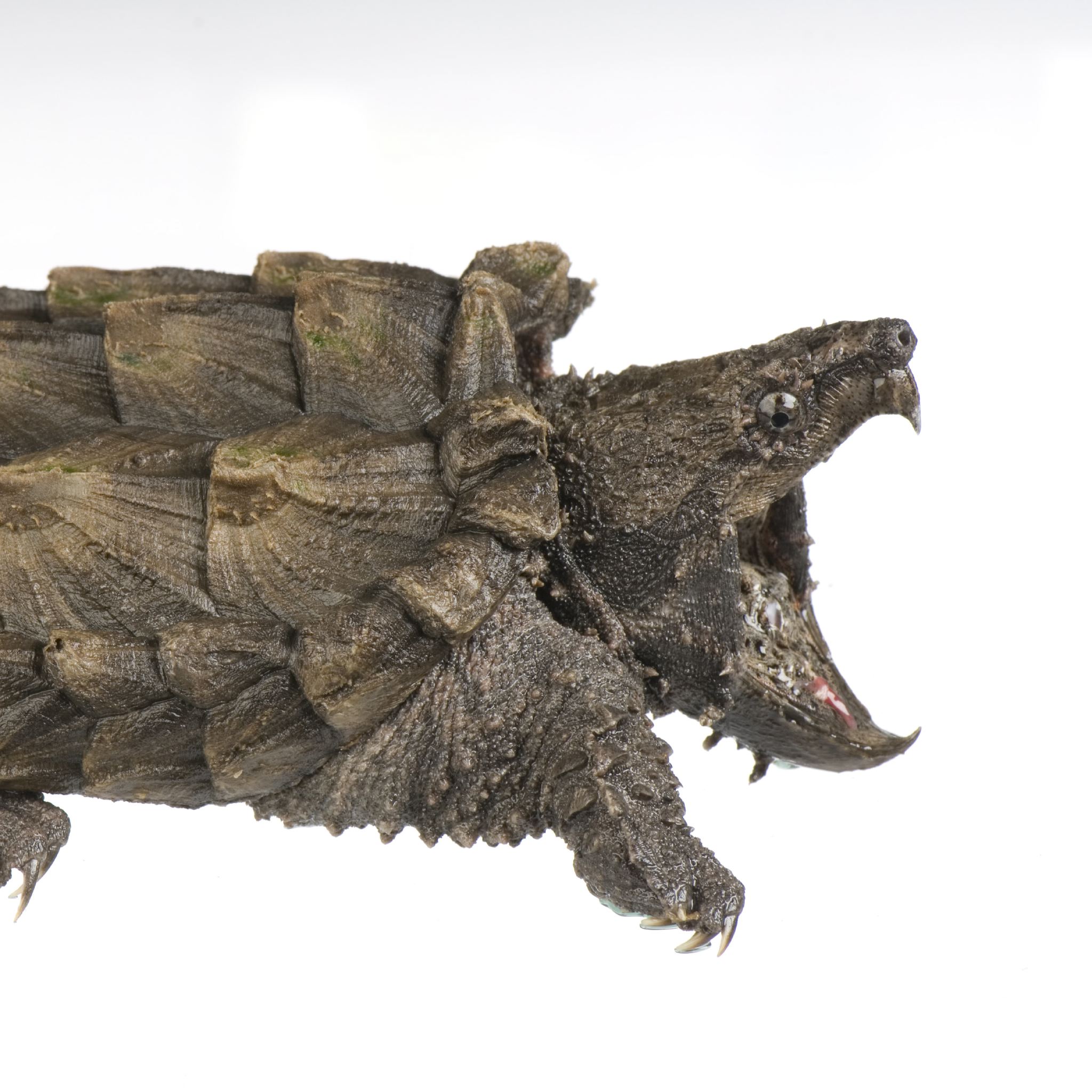 Alligator snapping turtle photo