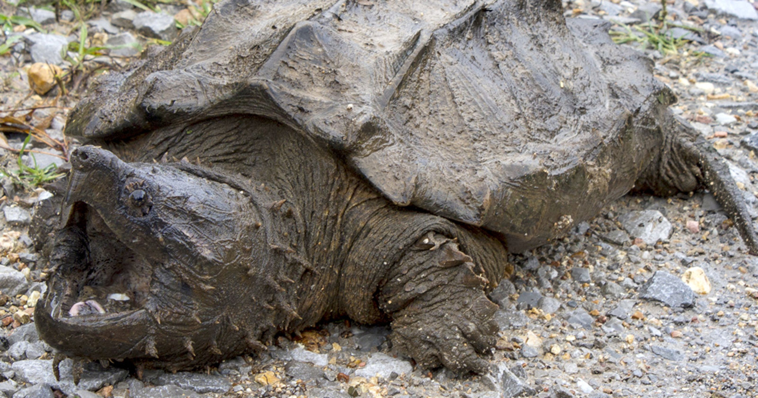 Alligator snapping turtle found wild in Illinois — first in 30 years