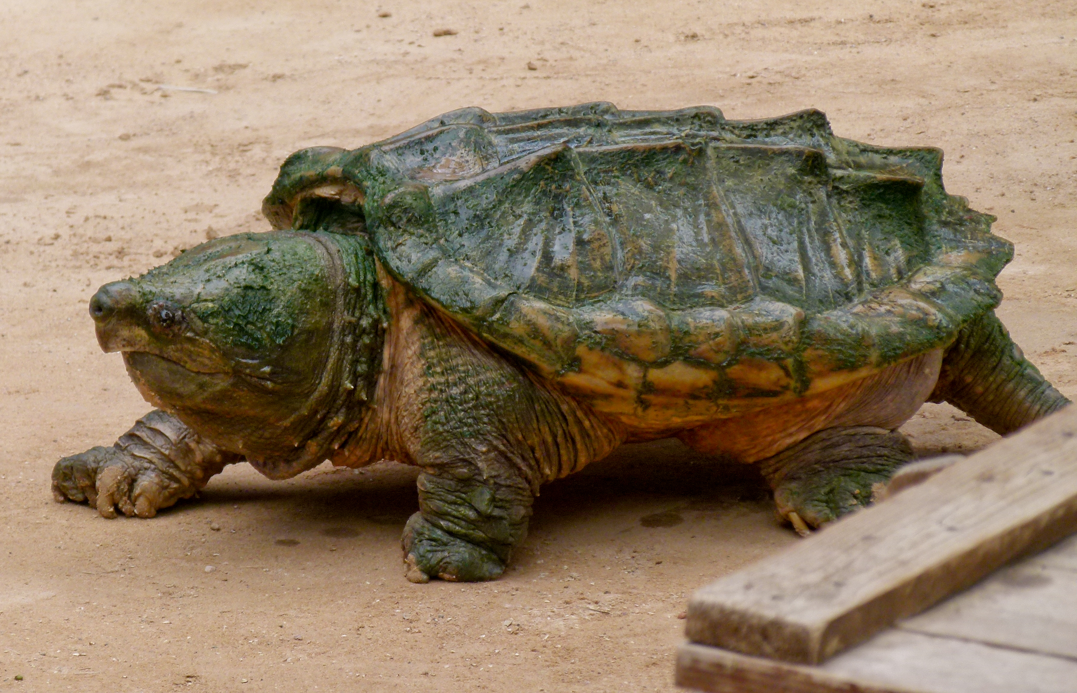 File:Alligator snapping turtle - Geierschildkröte ...