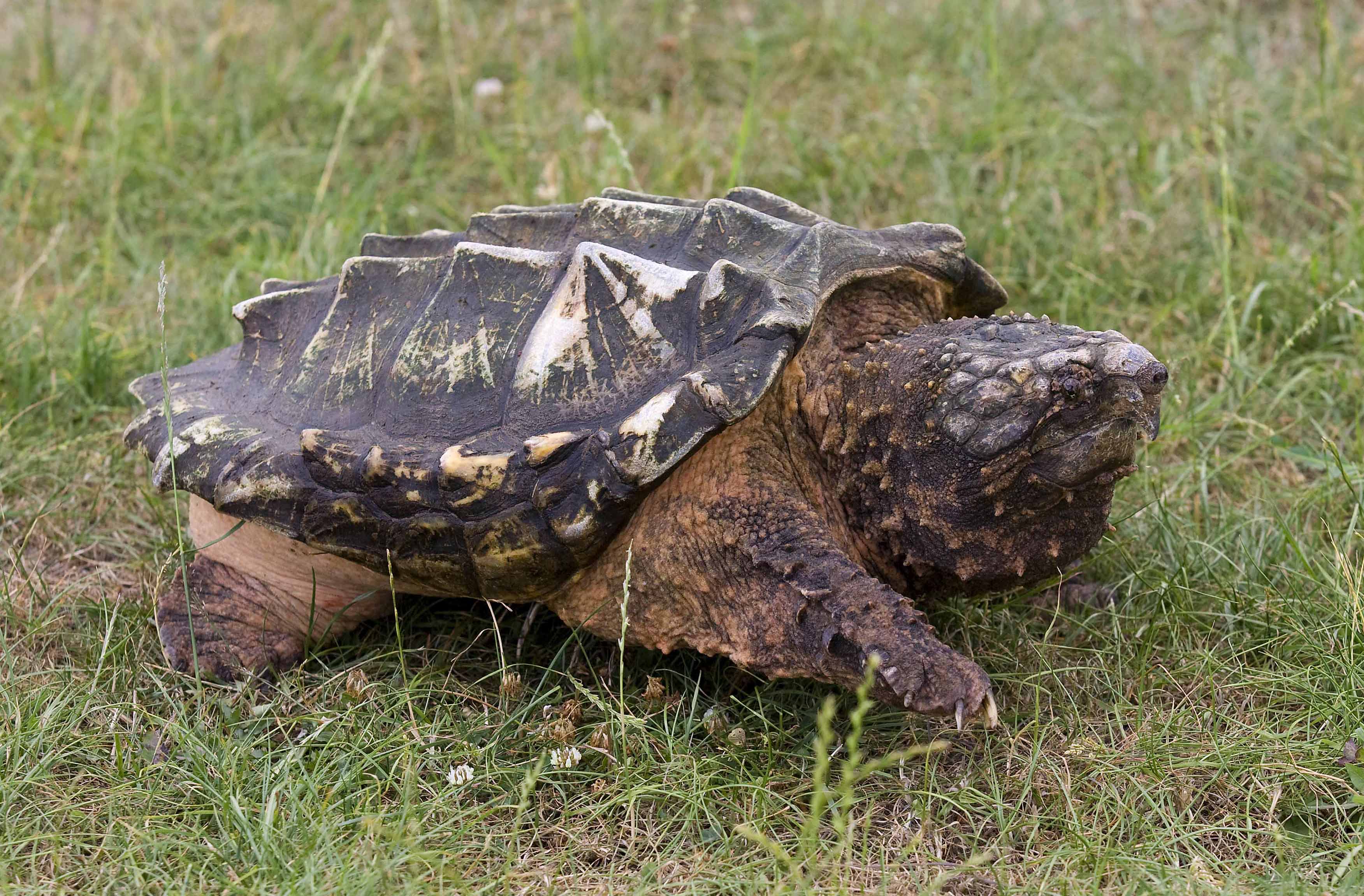 Is the Increasingly Rare Alligator Snapping Turtle Next on ...