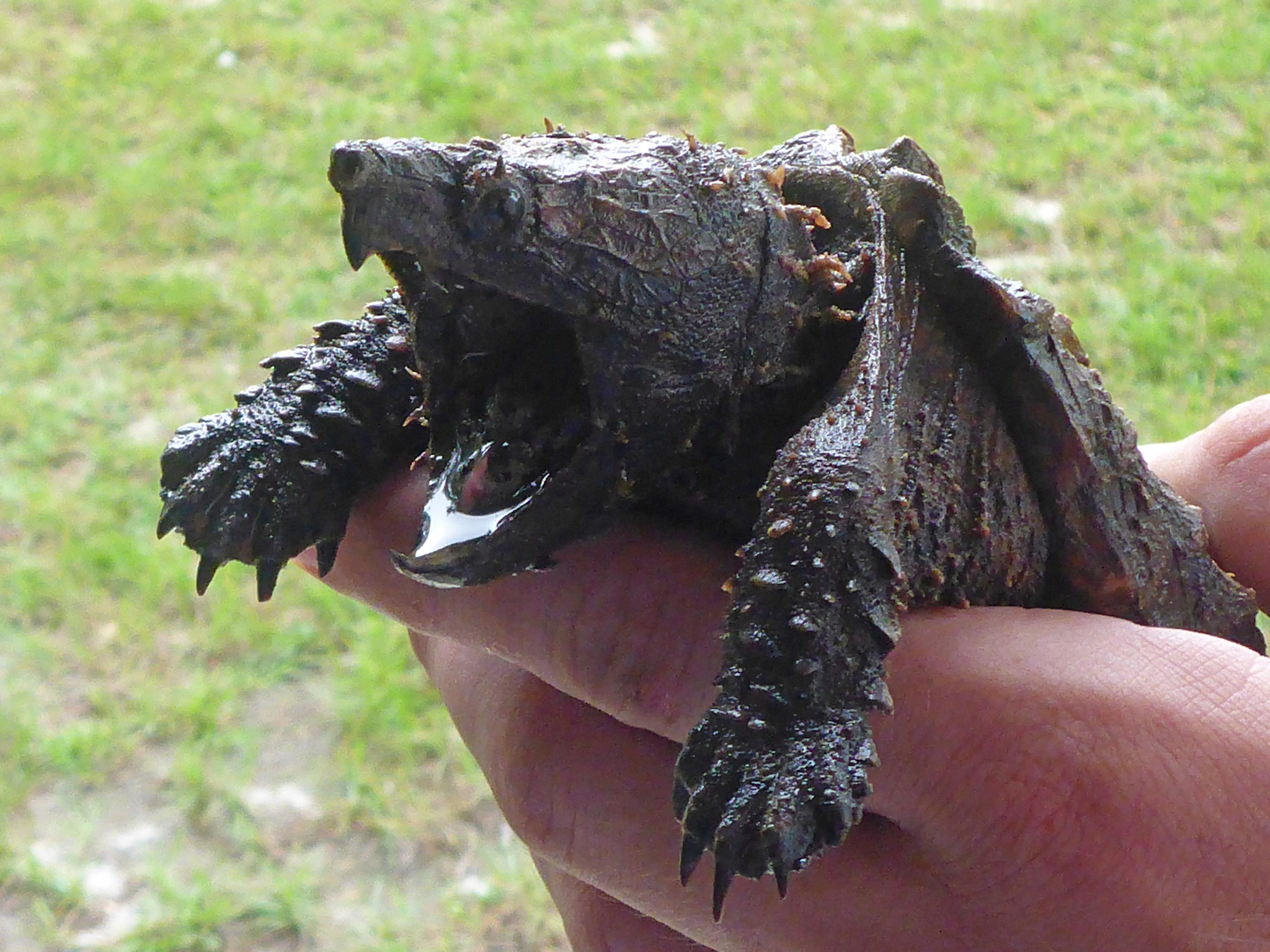 Suwannee Alligator Snapping Turtle (Macrochelys suwanniensis ...