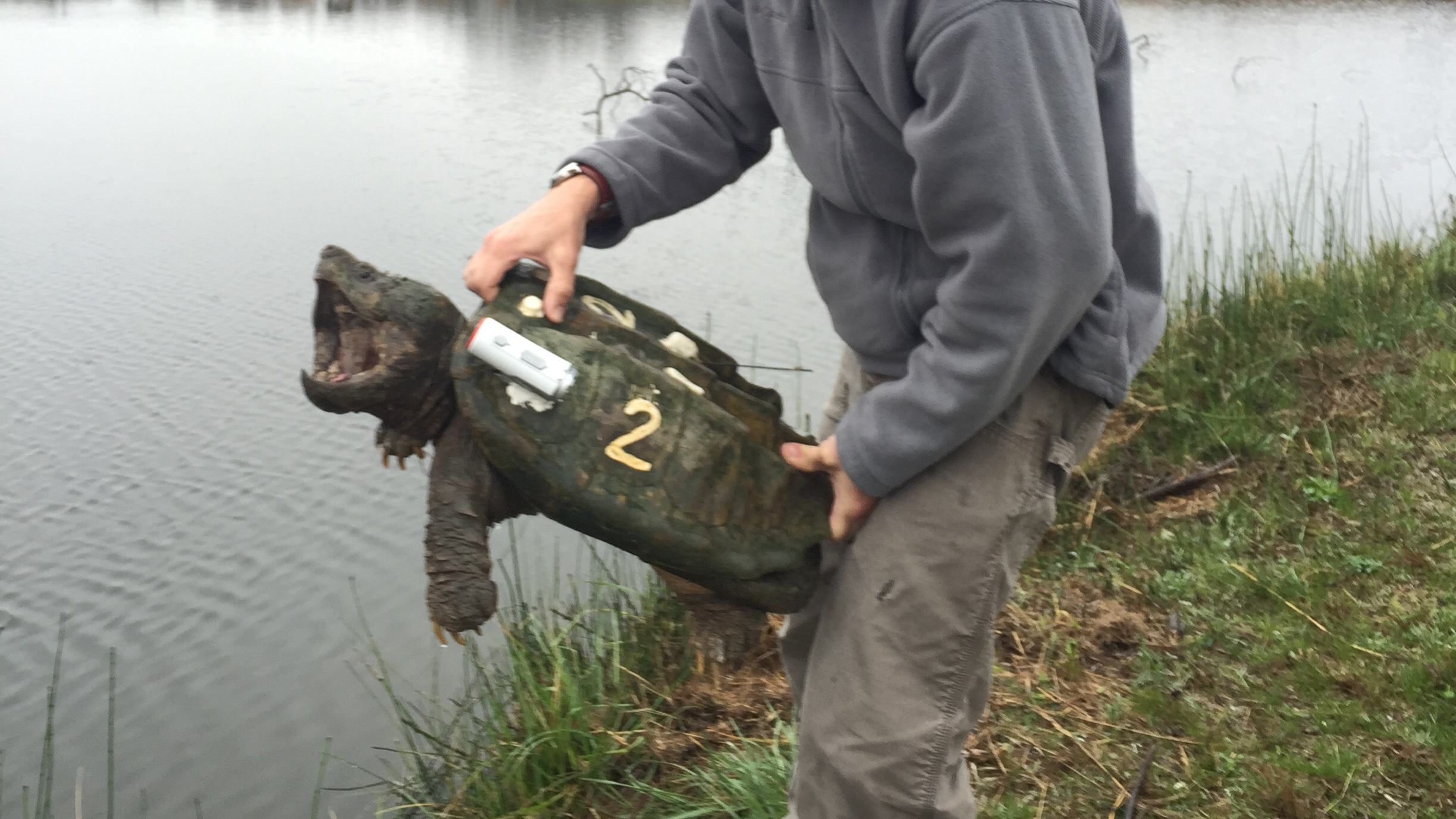 Biologist works to rebuild families of alligator snapping turtles ...