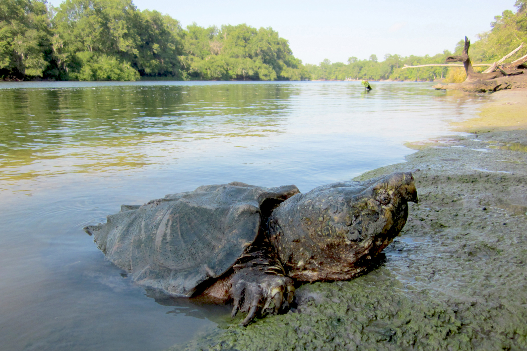 Dinosaurs of the turtle world' at risk in Southeast rivers ...