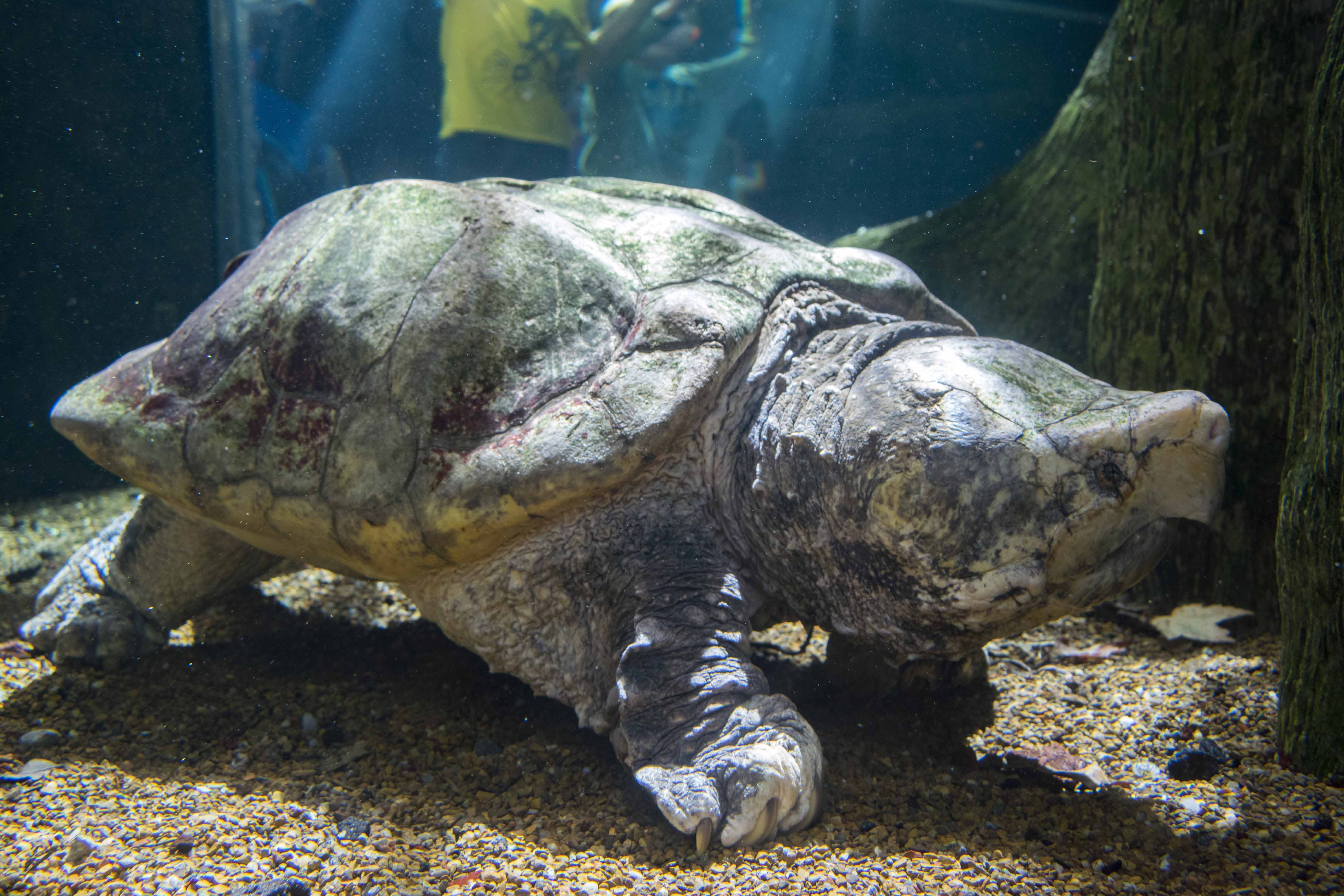 World Turtle Day - Tennessee Aquarium Evaluating Alligator Snapping ...
