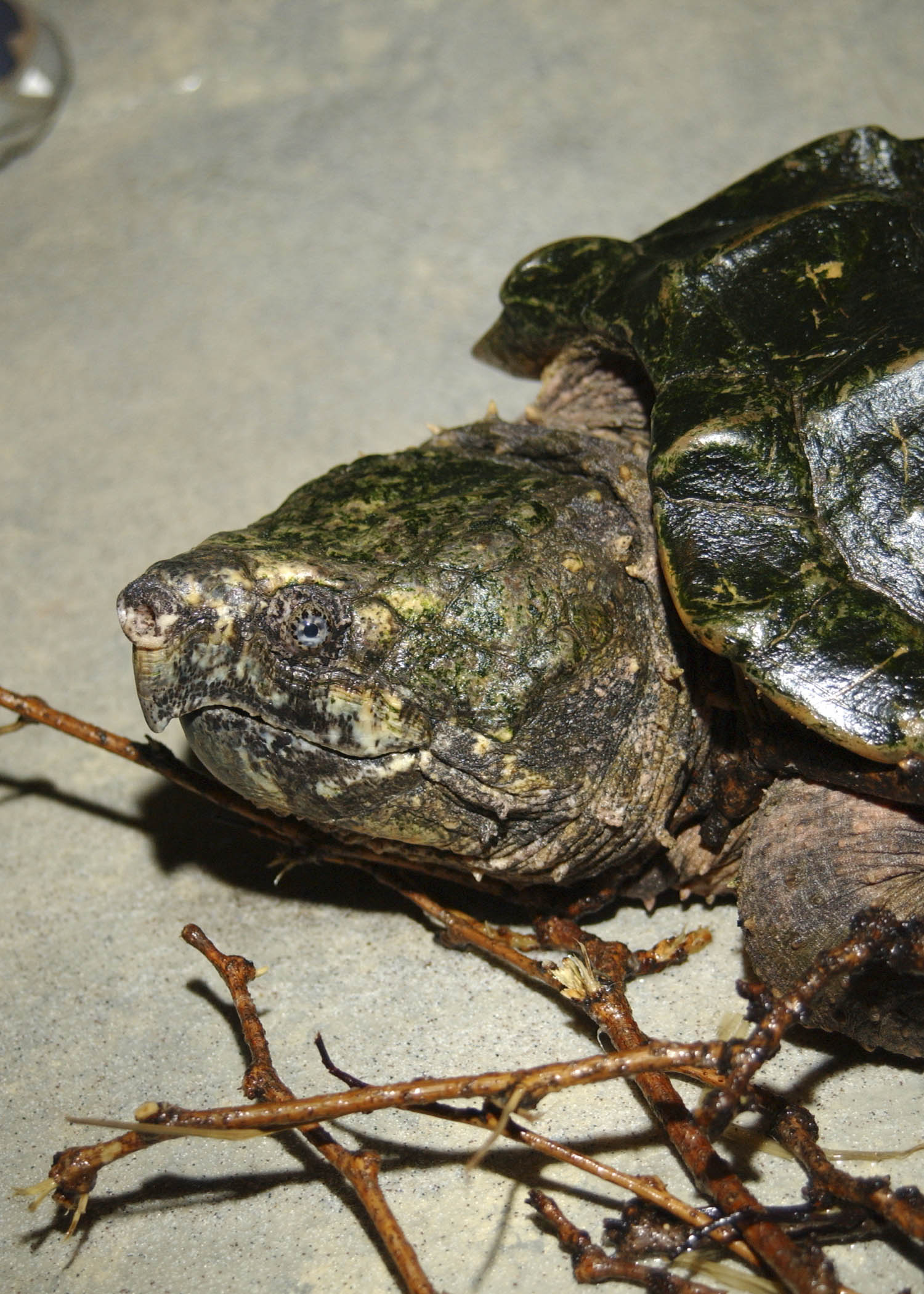 Chicago Zoological Society - Alligator Snapping Turtle - Dickens