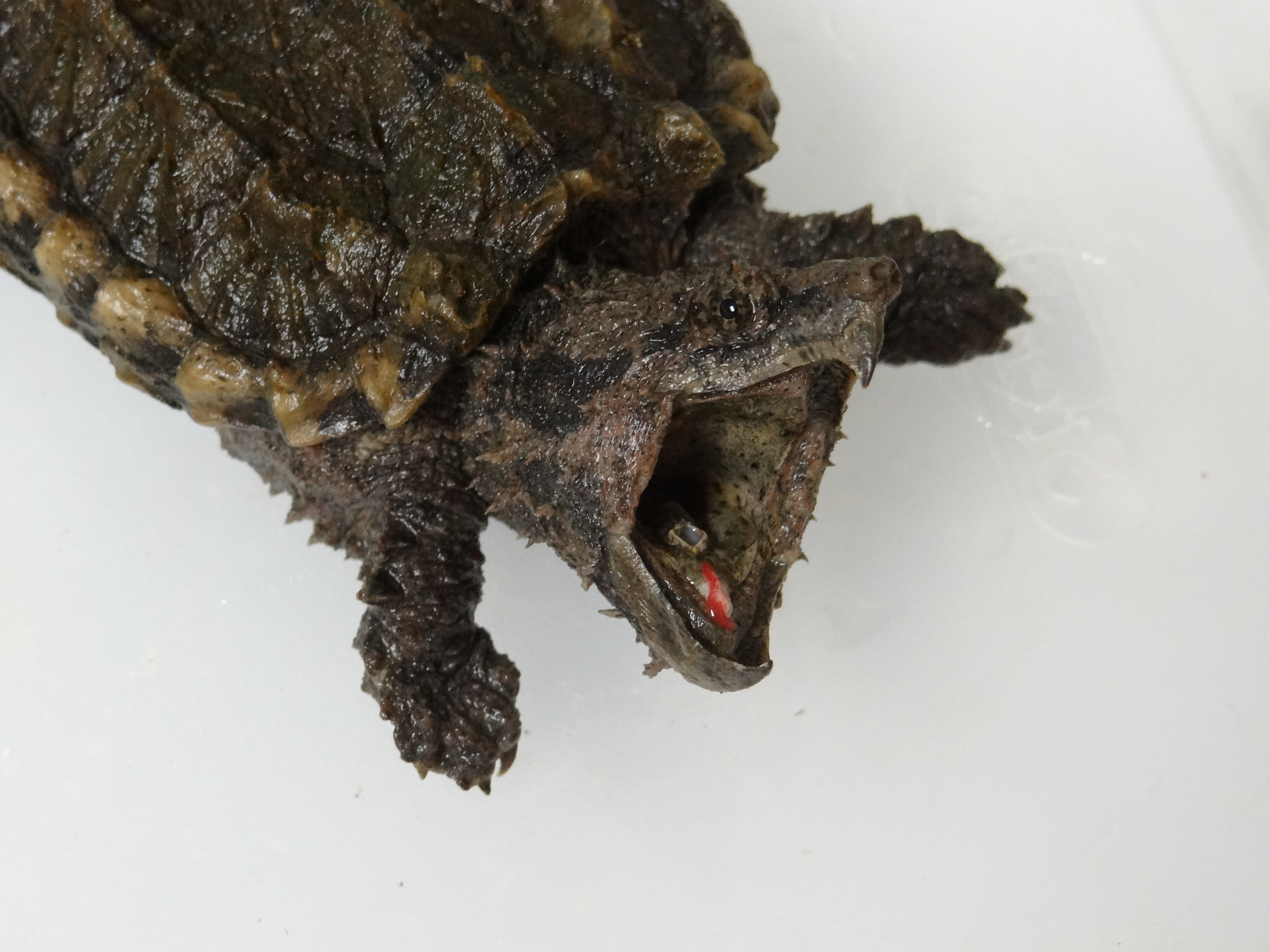 Alligator Snapping Turtle - Macrochelys temminckii | Amphibians and ...