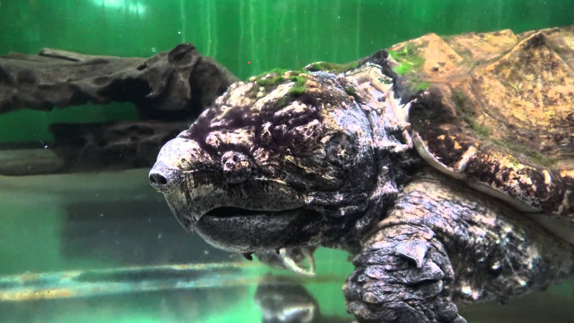 Alligator snapping turtle (Macroclemys temiinckii) yawning and ...