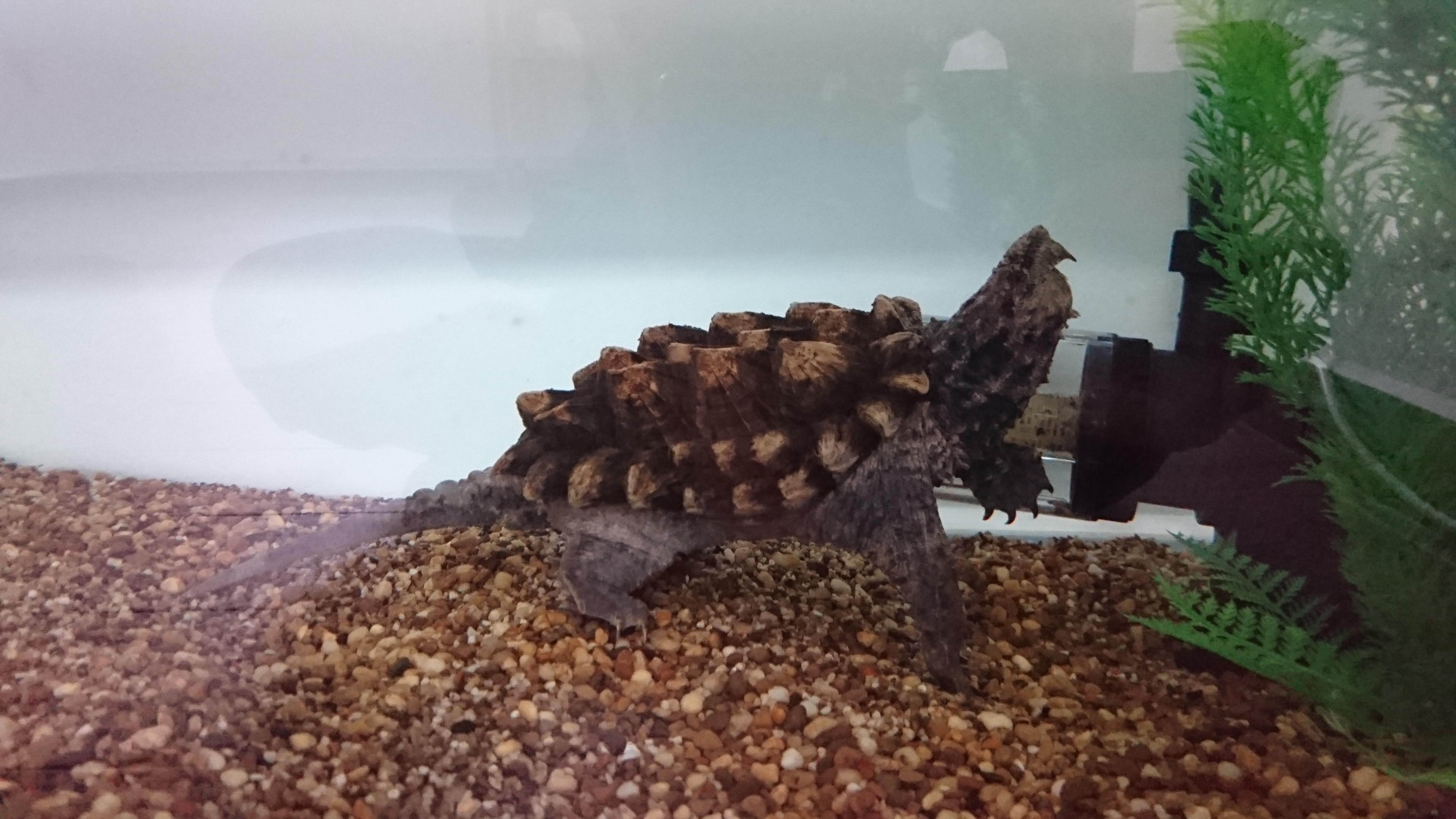Alligator snapping turtle shell HELP! | Page 6 | MonsterFishKeepers.com