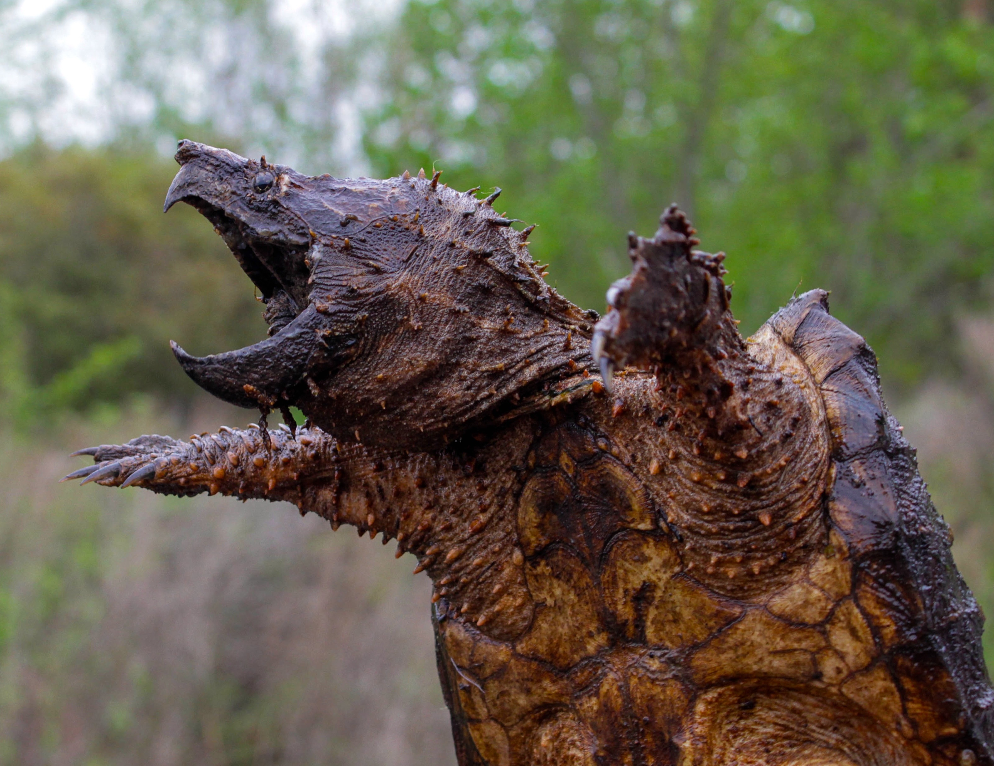 Solution for Rare Alligator Snapping Turtles Found? – The Fisheries Blog