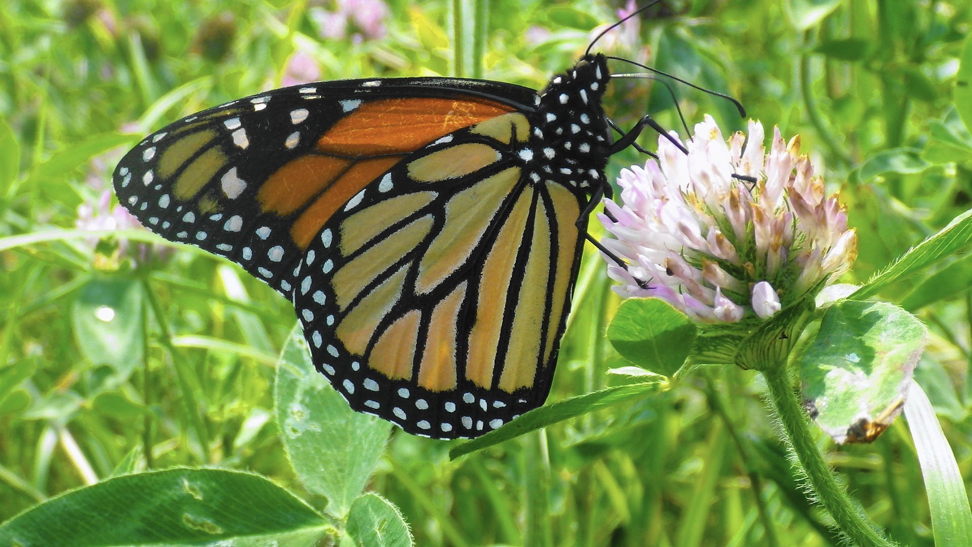 Local groups getting $250,000 grant for monarch butterfly projects ...