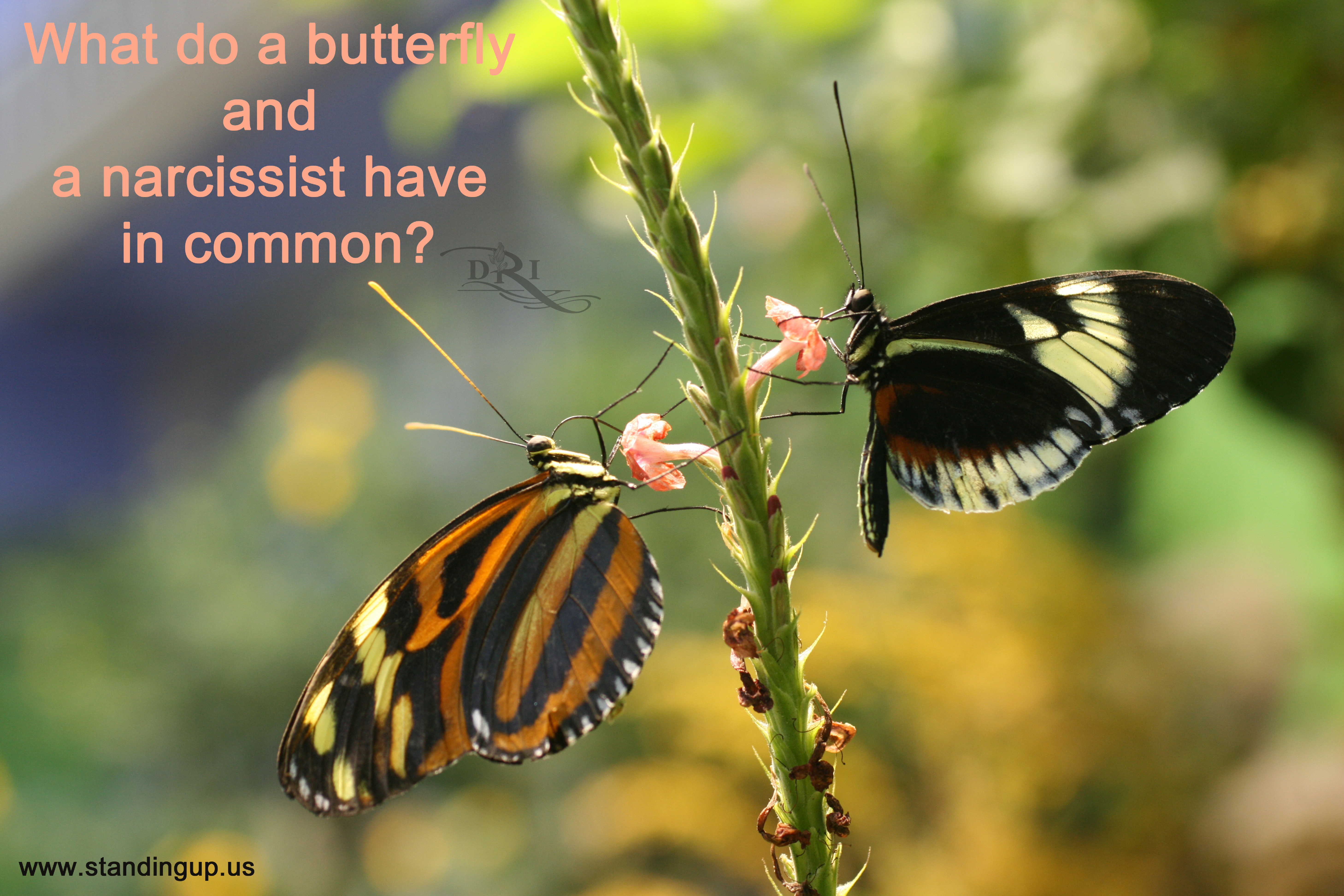 What Do a Butterfly and a Nacissist have in Common? | diana iannarone